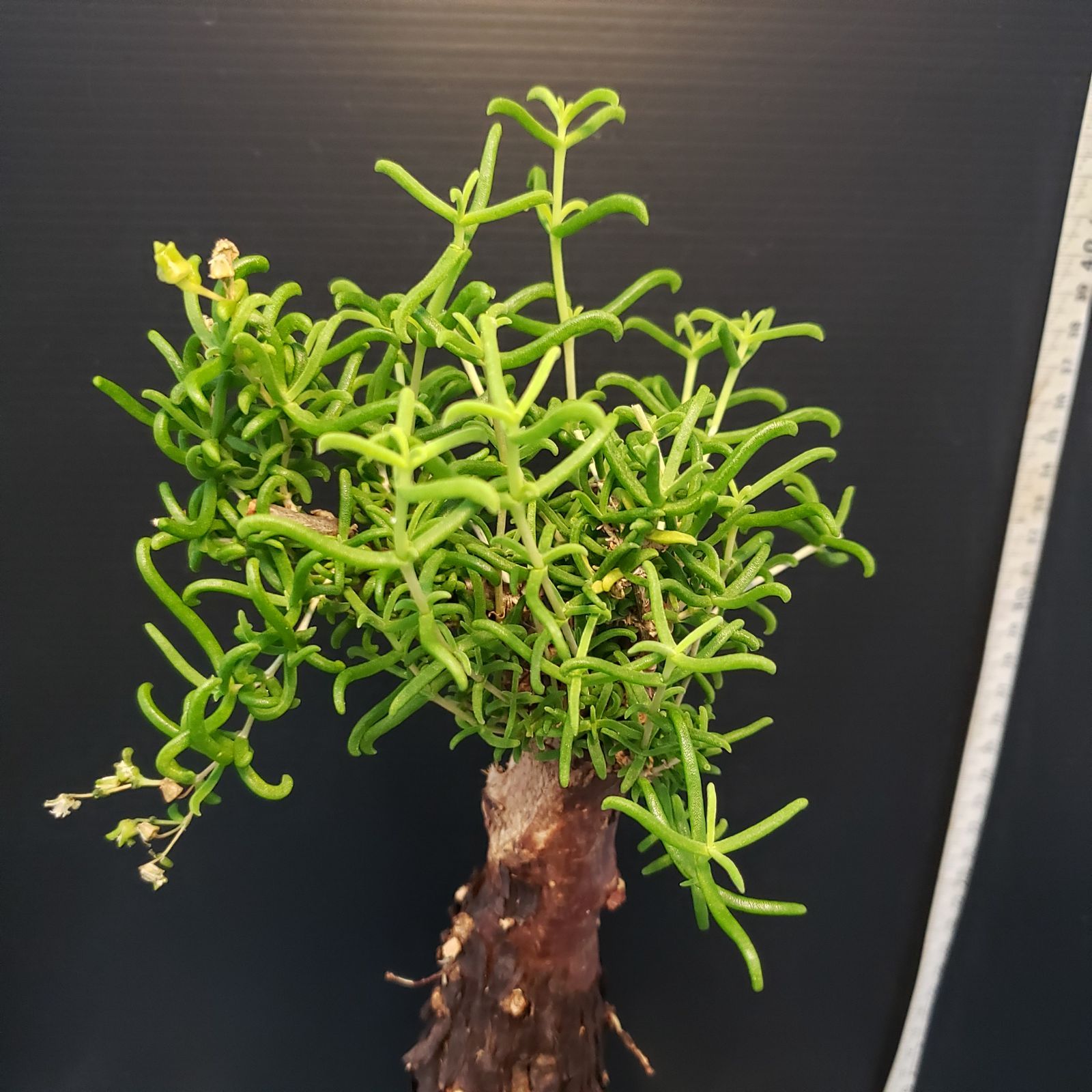 F387【自社養生株】メストクレマ（現地球・発根株・鉢植え）【塊根植物