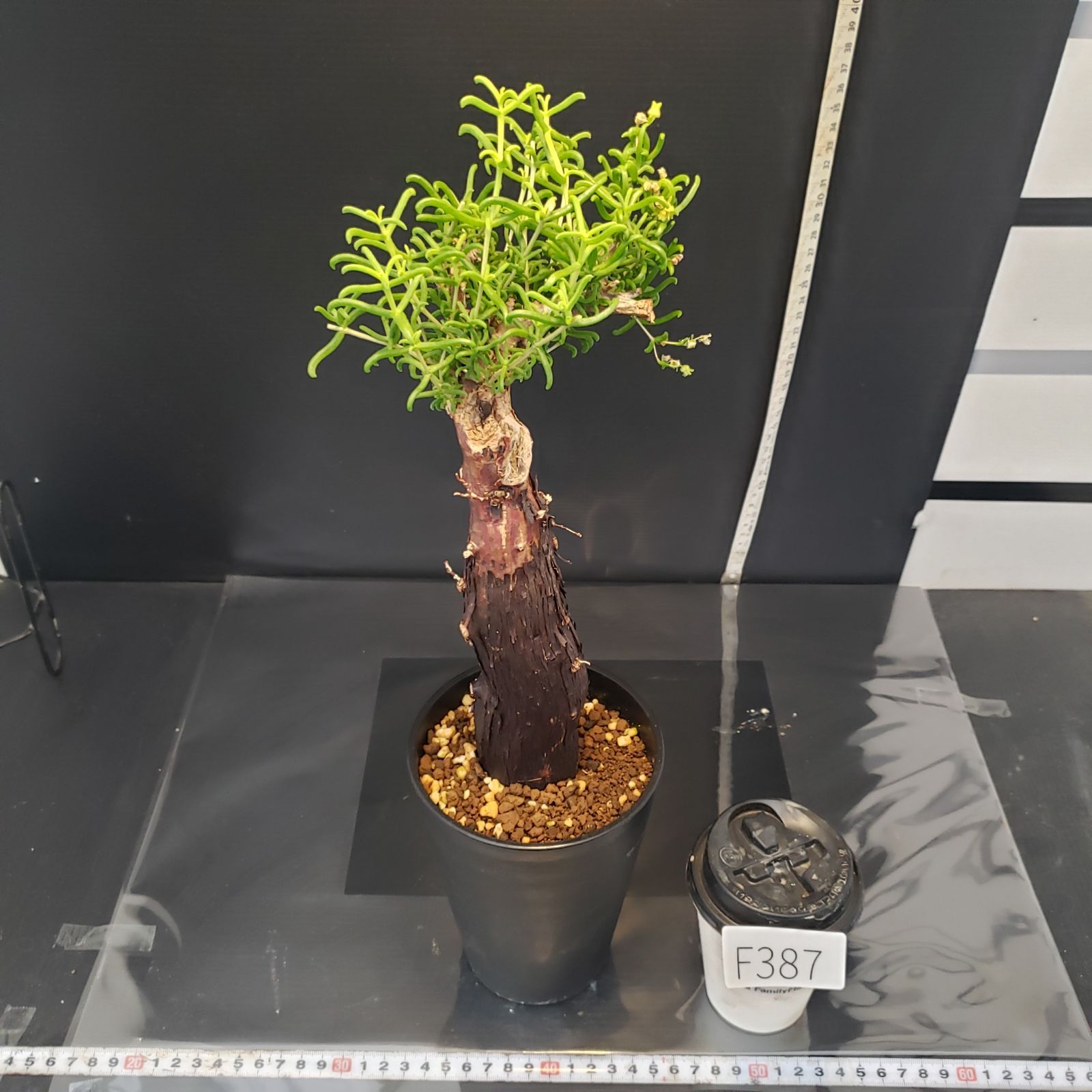 F387【自社養生株】メストクレマ（現地球・発根株・鉢植え）【塊根植物