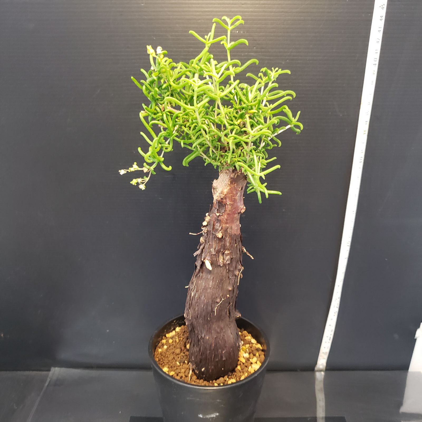 F387【自社養生株】メストクレマ（現地球・発根株・鉢植え）【塊根植物