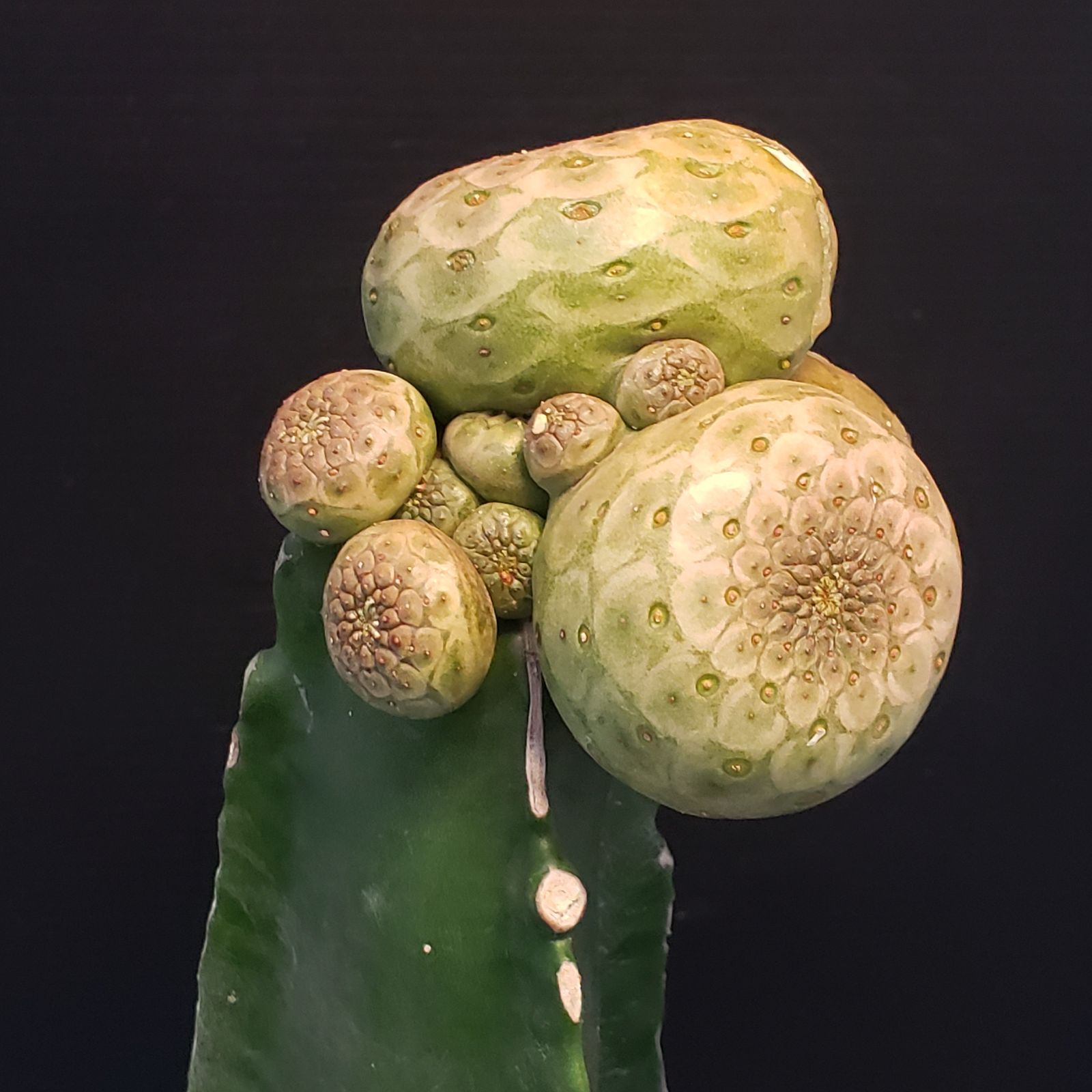 F389【自社養生株】ユーフォルビア ツルビニフォルミス（接ぎ木・発