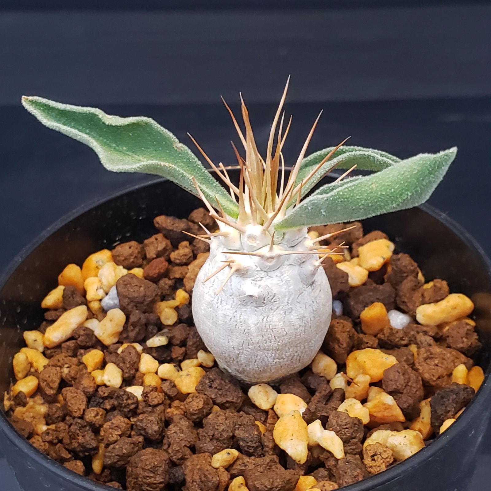 F390【自社養生株】パキポディウム ナマクアナム（発根株・鉢植え