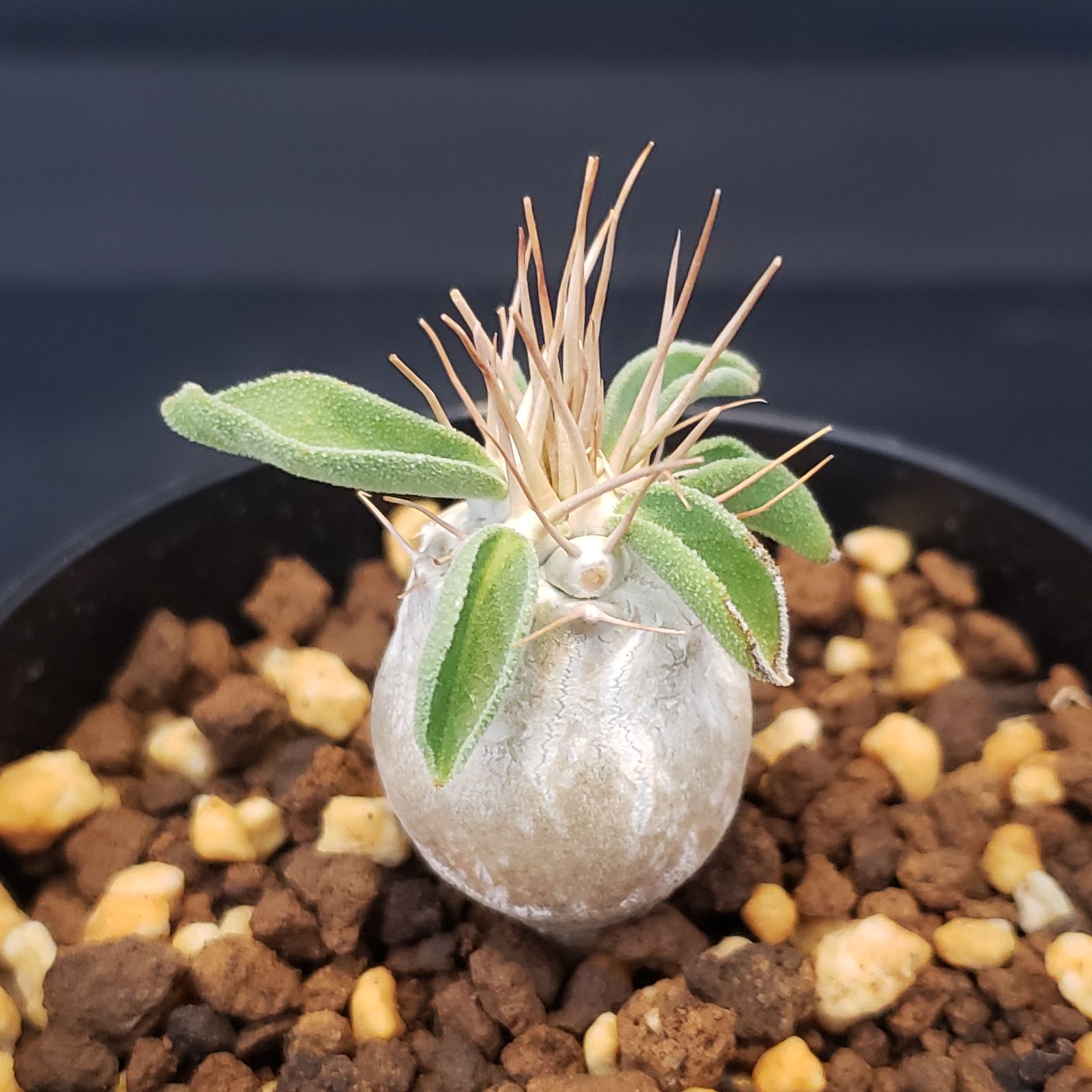 F391【自社養生株】パキポディウム ナマクアナム（発根株・鉢植え