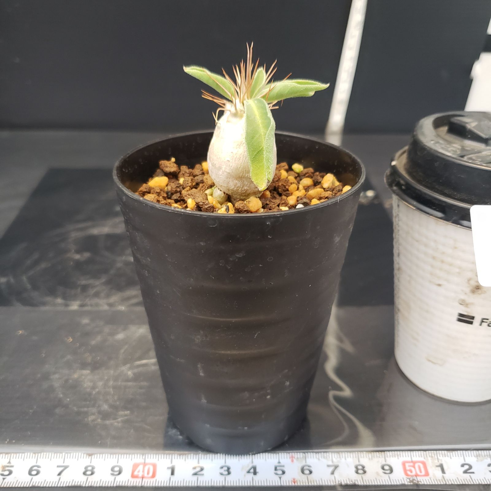 F392【自社養生株】パキポディウム ナマクアナム（発根株・鉢植え