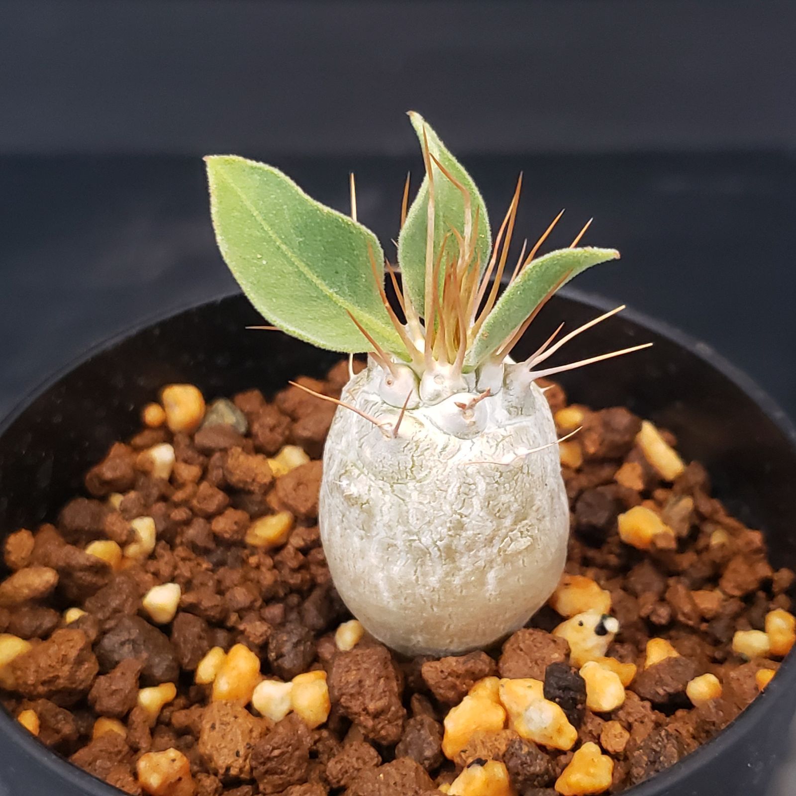 F393【自社養生株】パキポディウム ナマクアナム（発根株・鉢植え