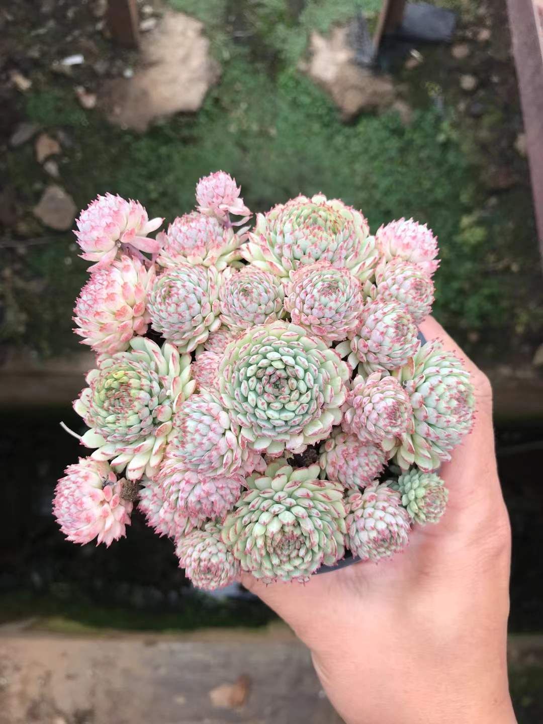 新入荷 ショウコウイ SKL1451×18苗 抜き苗 多肉植物 詰め合わせ