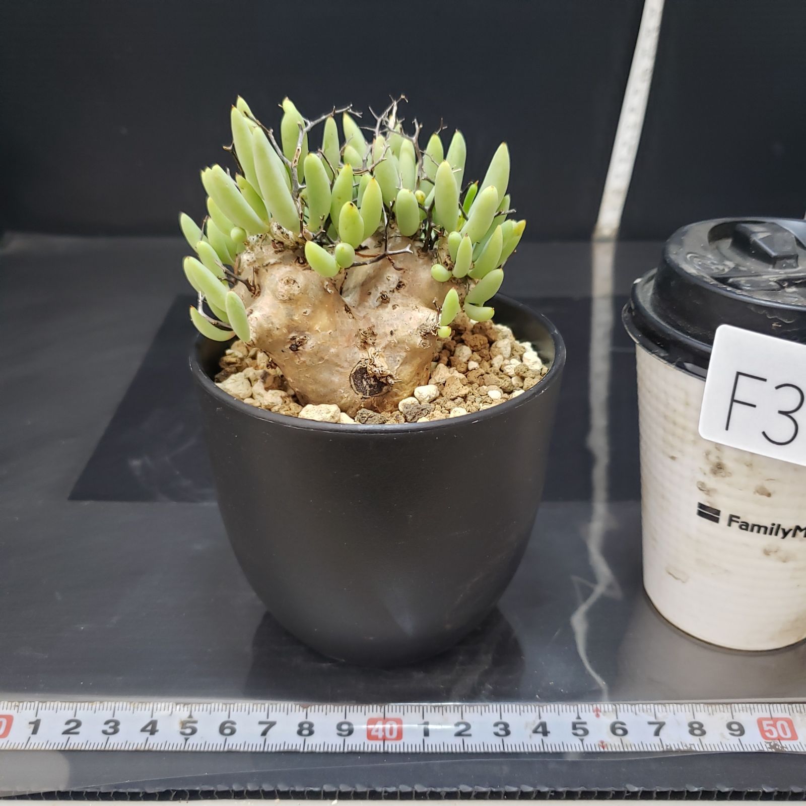 F395【自社養生株】チレコドン レティキュラータス 万物想（現地球・発