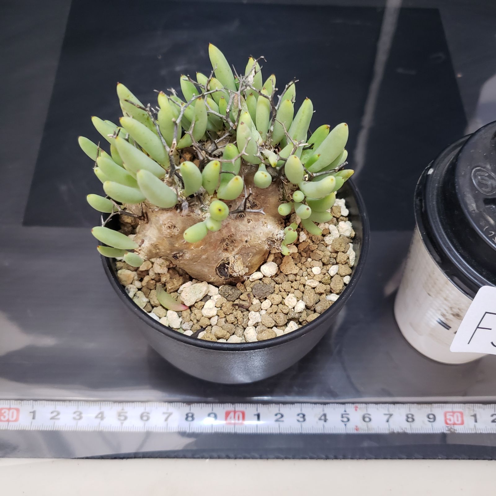 F395【自社養生株】チレコドン レティキュラータス 万物想（現地球・発