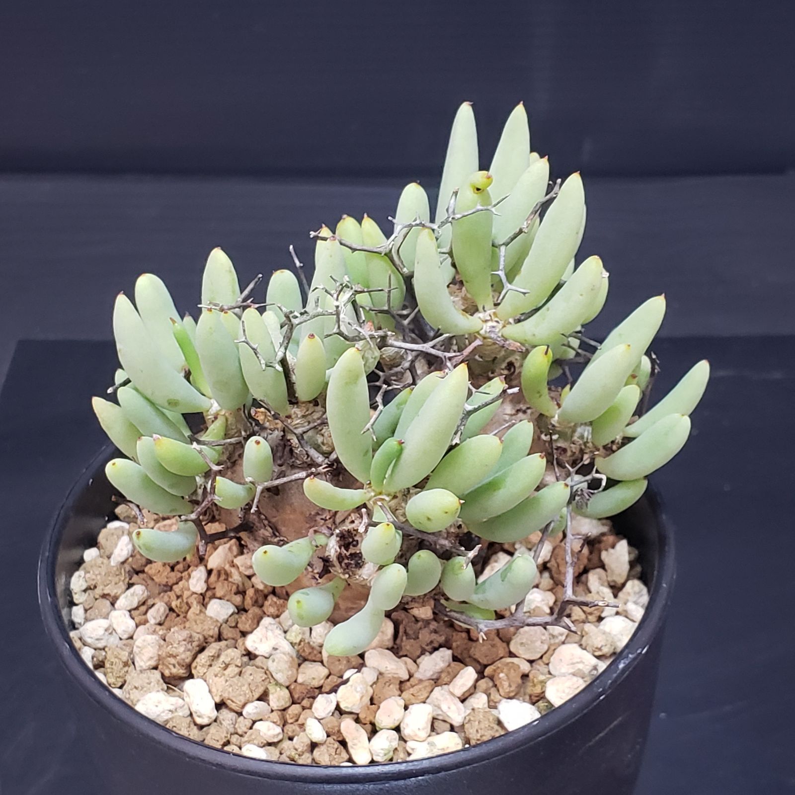 F395【自社養生株】チレコドン レティキュラータス 万物想（現地球・発