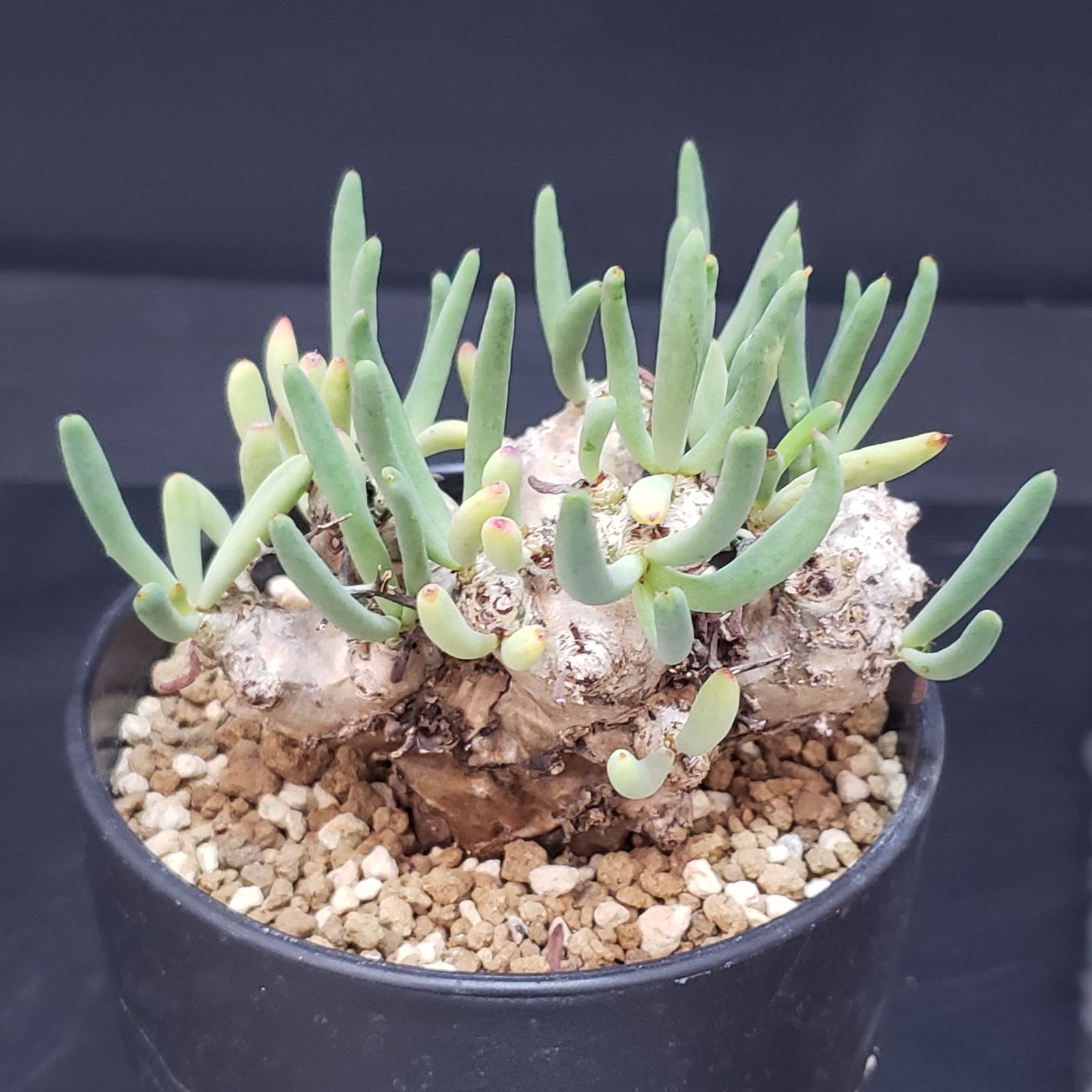 F396【自社養生株】チレコドン レティキュラータス 万物想（現地球・発