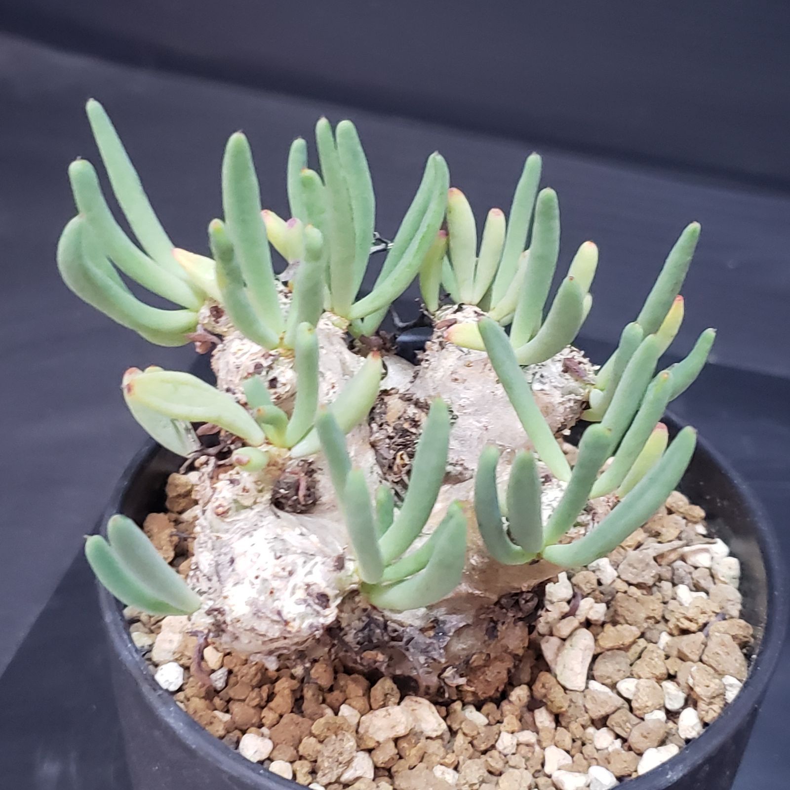 F396【自社養生株】チレコドン レティキュラータス 万物想（現地球・発