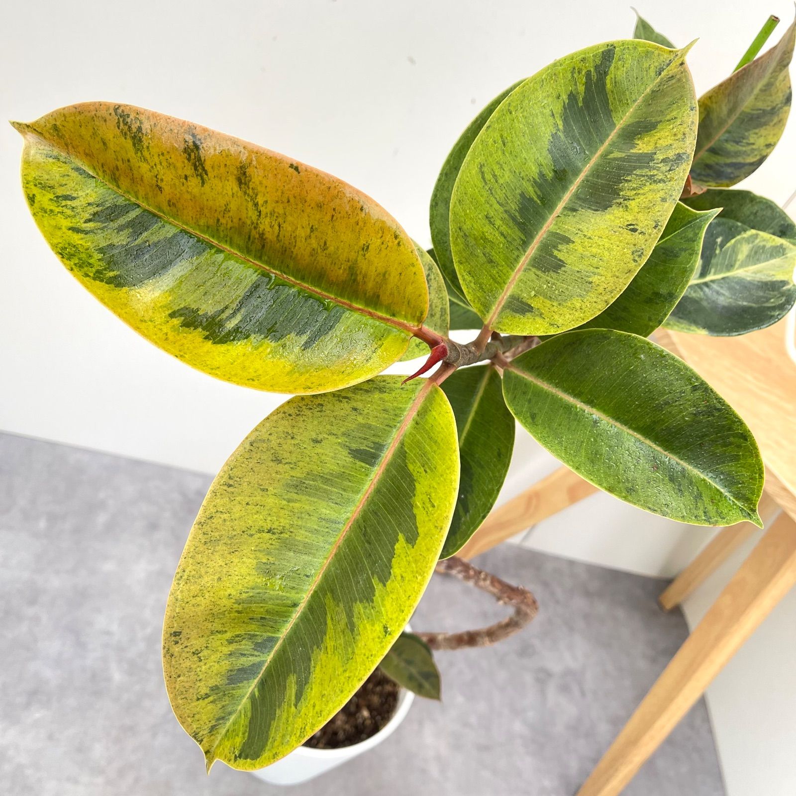 フィカス ジン 12【現品】☆希少☆ 室内 ゴムノキ 7号 - メルカリ