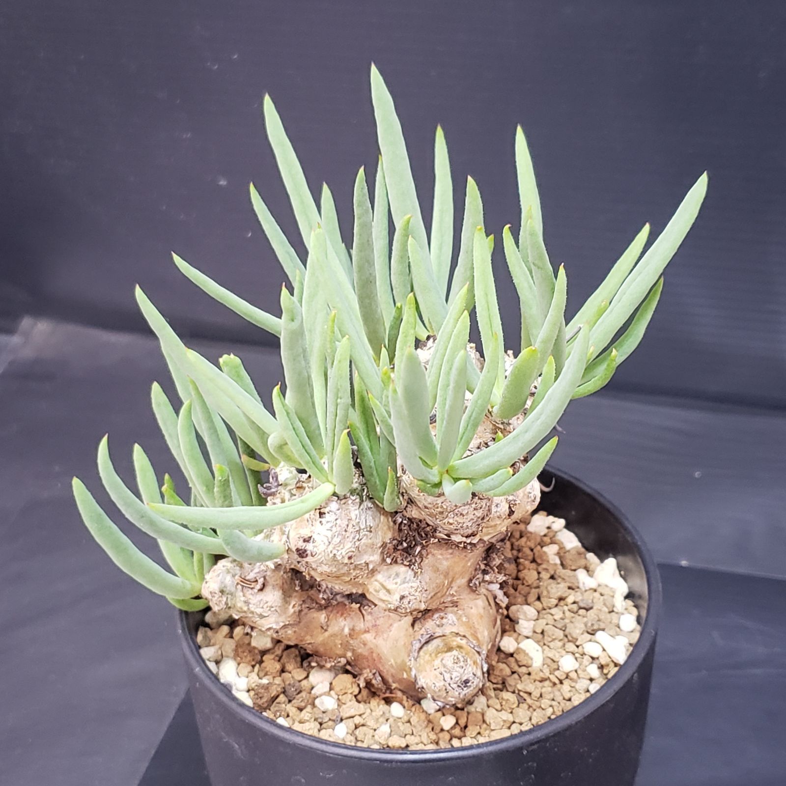 F399【自社養生株】チレコドン レティキュラータス 万物想（現地球・発