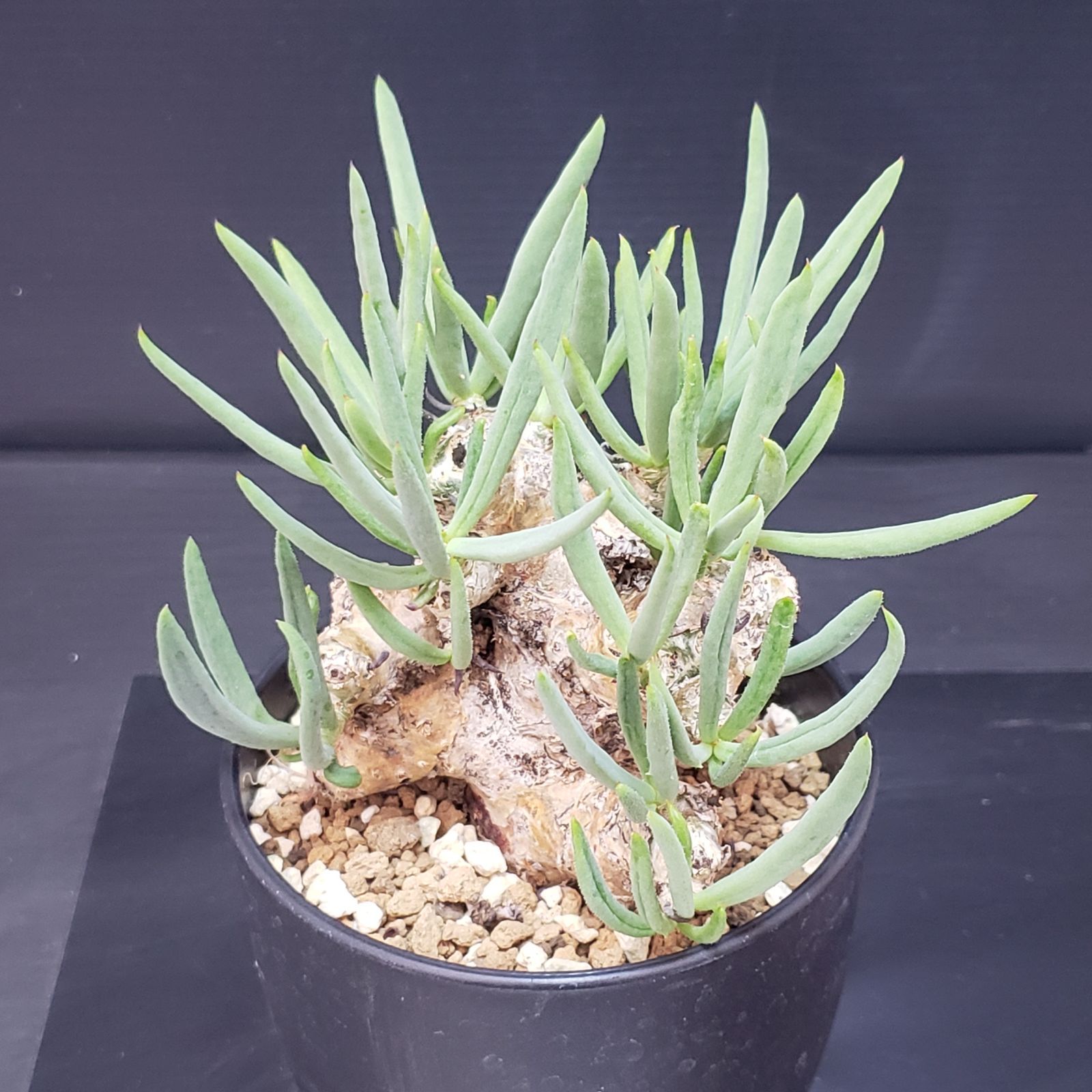 F399【自社養生株】チレコドン レティキュラータス 万物想（現地球・発