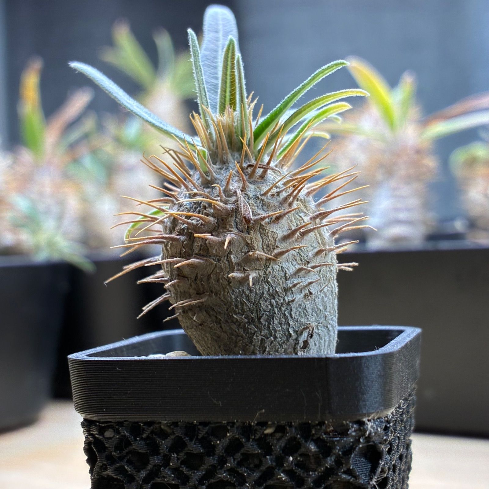 塊根植物】パキポディウム グラキリス 鉢ごと発送 送料無料 #206