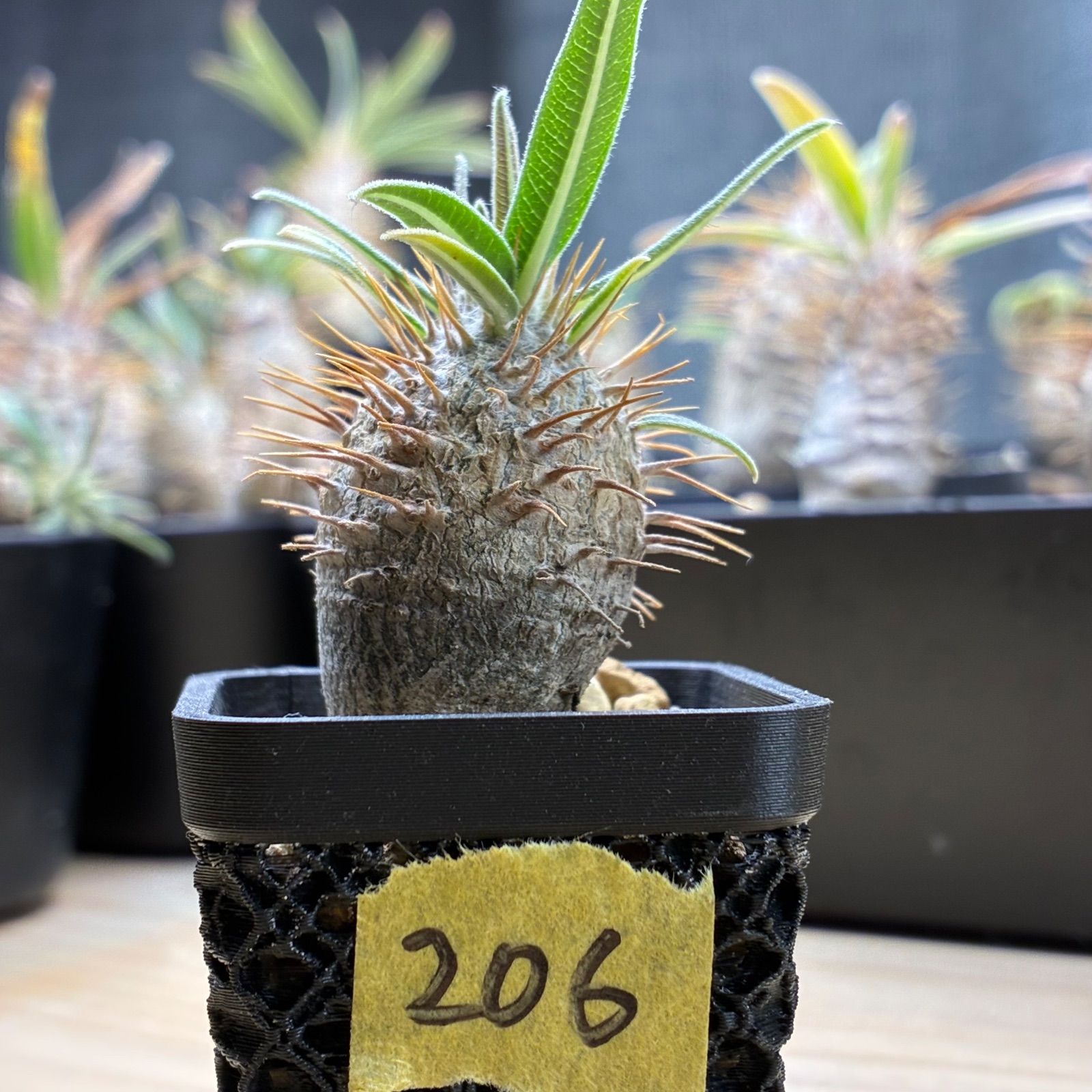 塊根植物】パキポディウム グラキリス 鉢ごと発送 送料無料 #206