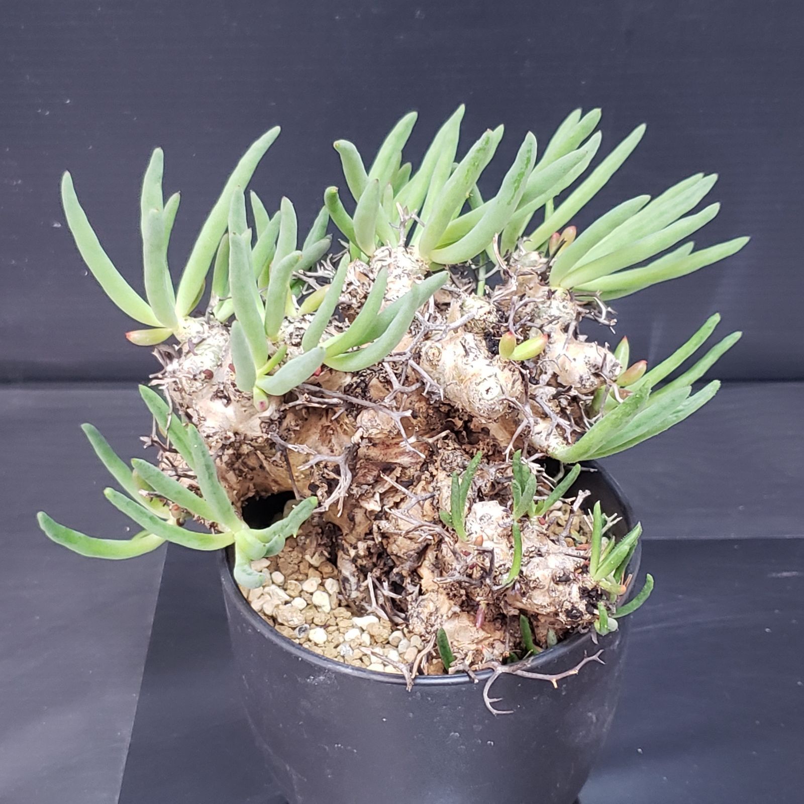 F400【自社養生株】チレコドン レティキュラータス 万物想（現地球・発