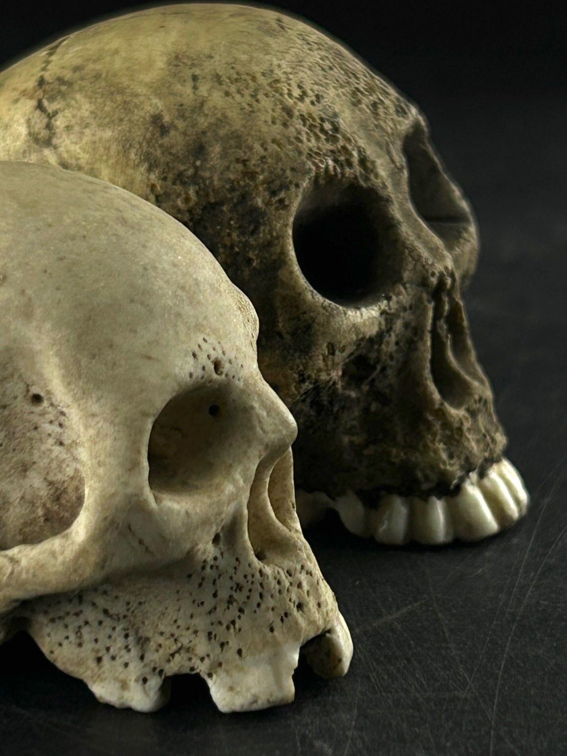 セット ガイコツ