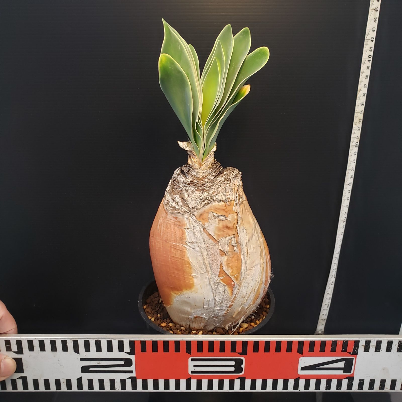 F404【自社養生株】ブーファン ハエマンソイデス（現地球・発根株