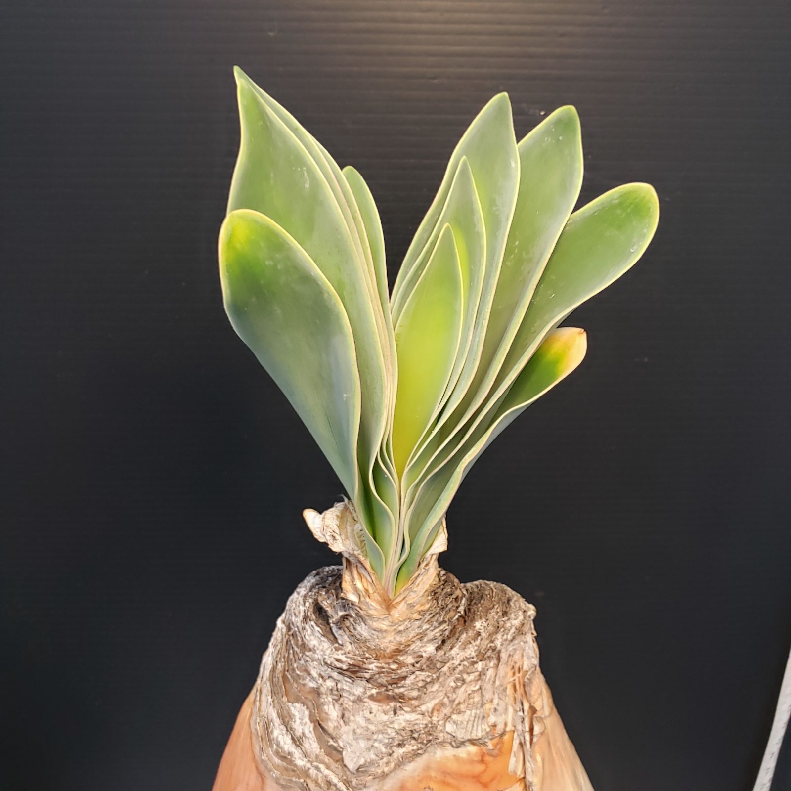 F404【自社養生株】ブーファン ハエマンソイデス（現地球・発根株