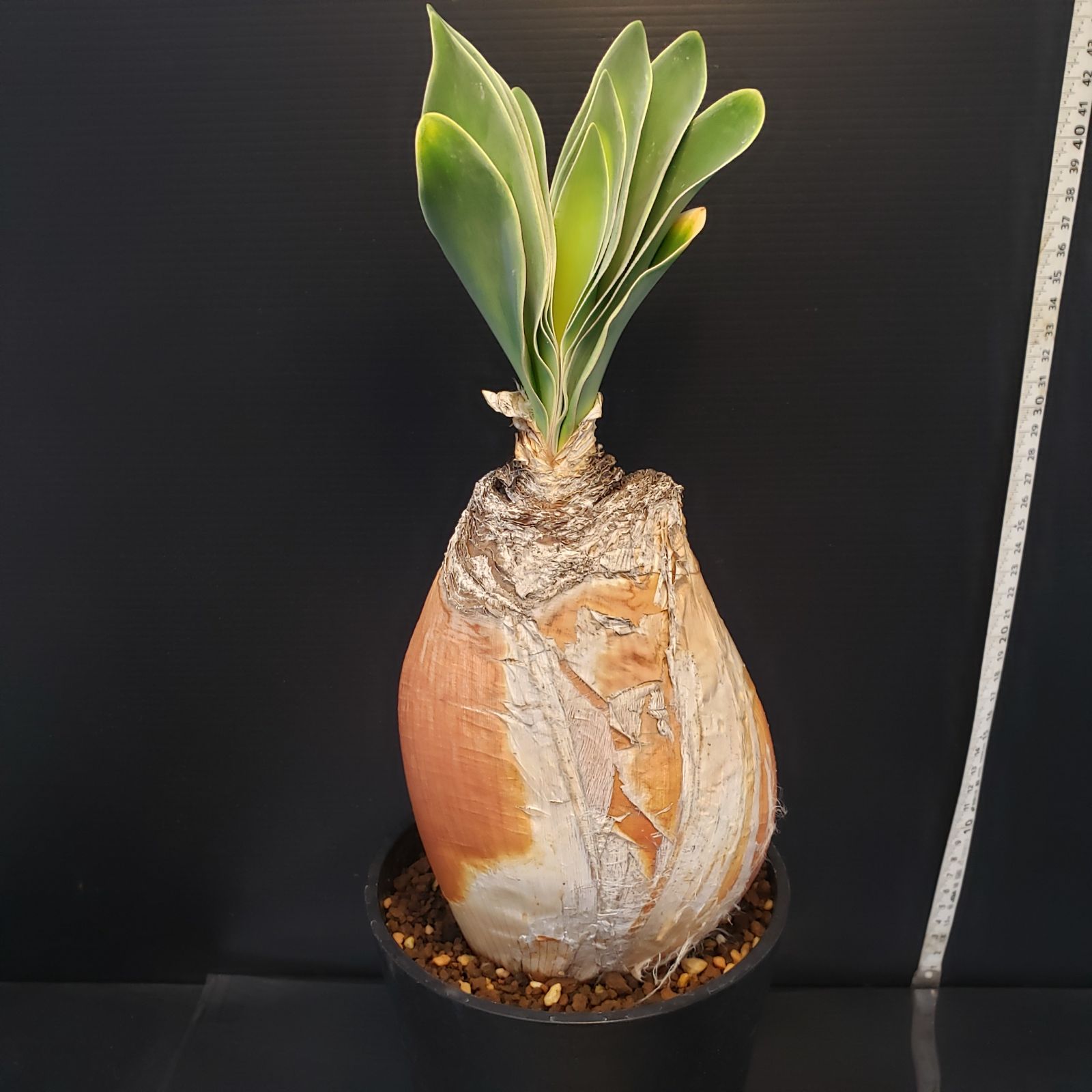 F404【自社養生株】ブーファン ハエマンソイデス（現地球・発根株