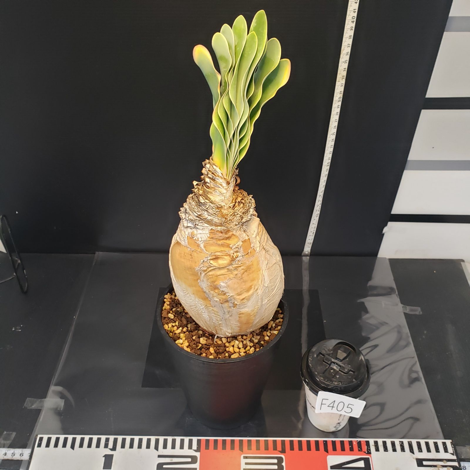 F405【自社養生株】ブーファン ハエマンソイデス（現地球・発根株