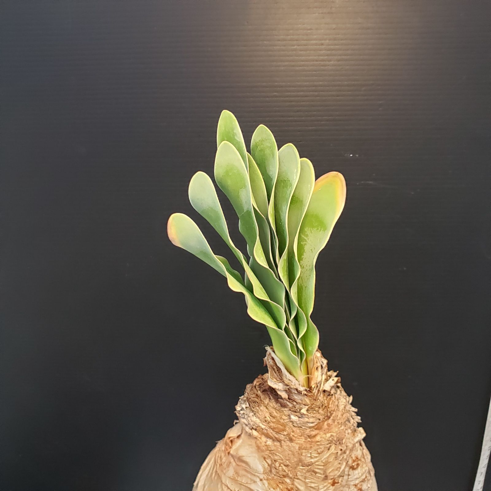 F405【自社養生株】ブーファン ハエマンソイデス（現地球・発根株