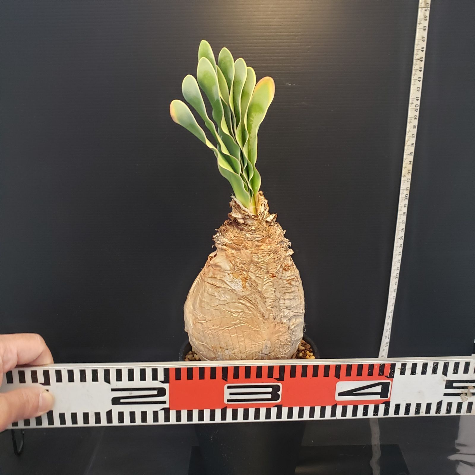 F405【自社養生株】ブーファン ハエマンソイデス（現地球・発根株