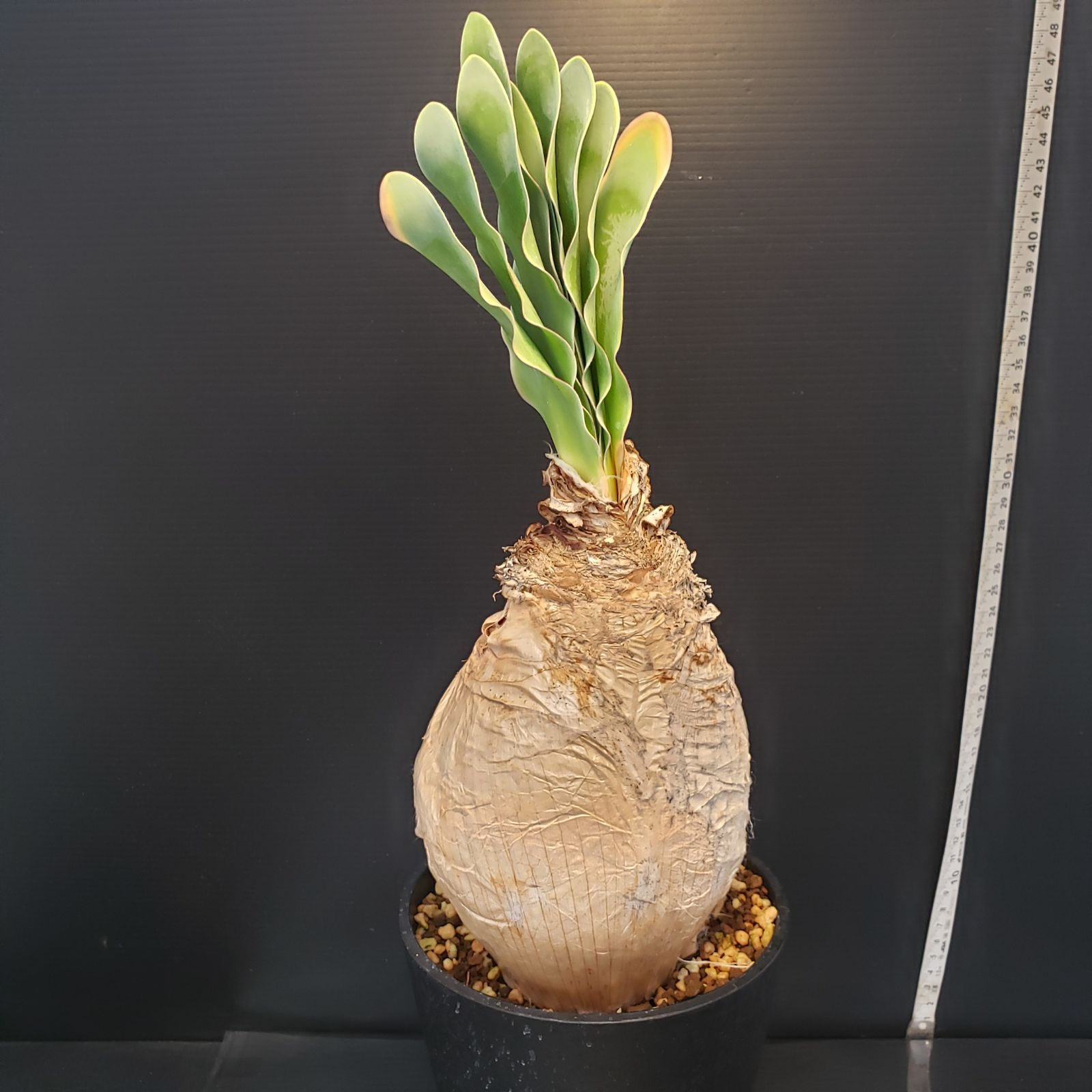 F405【自社養生株】ブーファン ハエマンソイデス（現地球・発根株