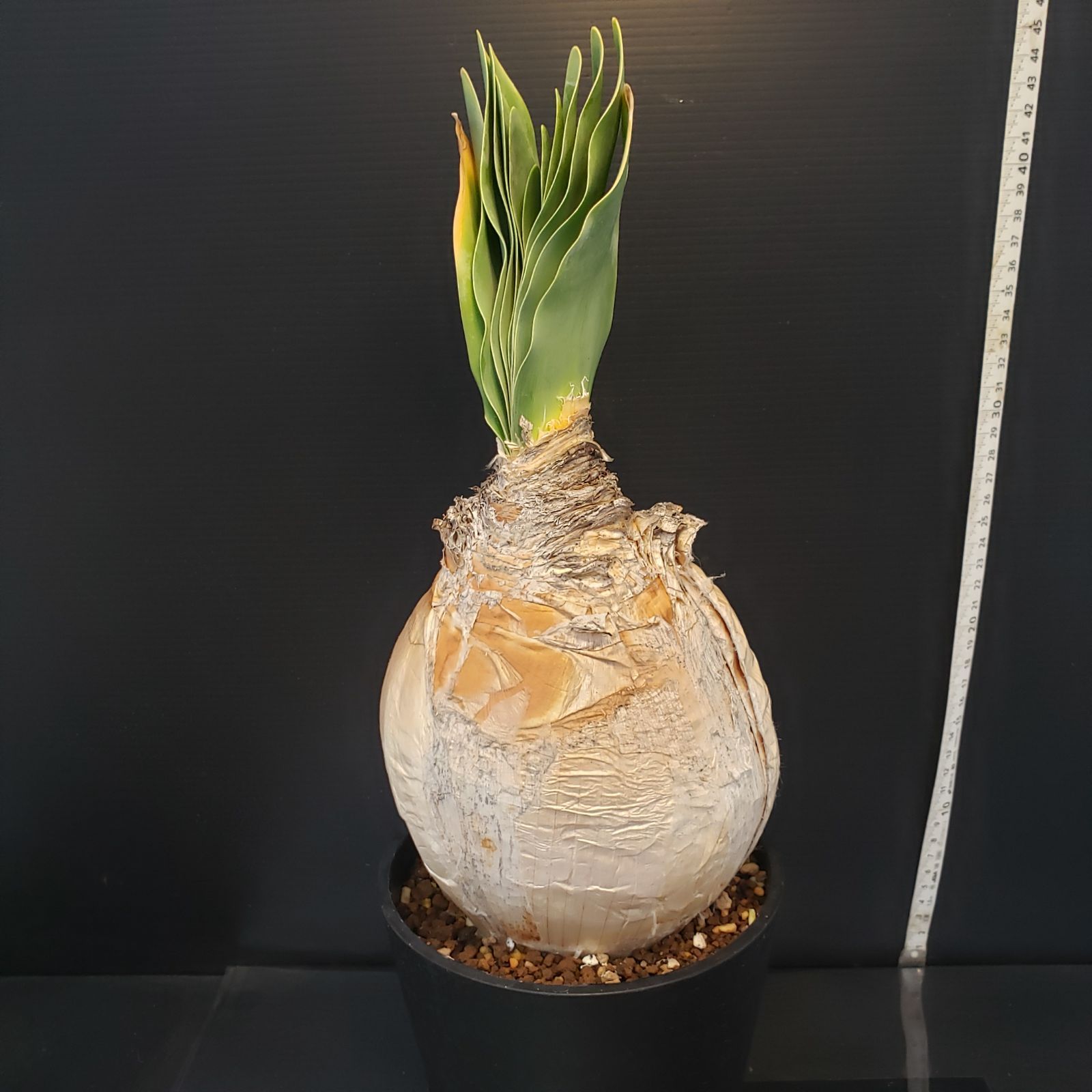 F406【自社養生株】ブーファン ハエマンソイデス（現地球・発根株