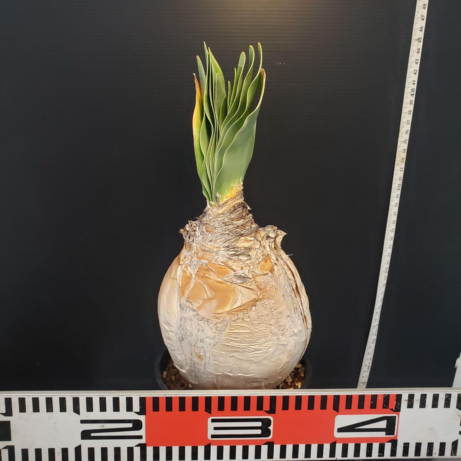 F406【自社養生株】ブーファン ハエマンソイデス（現地球・発根株