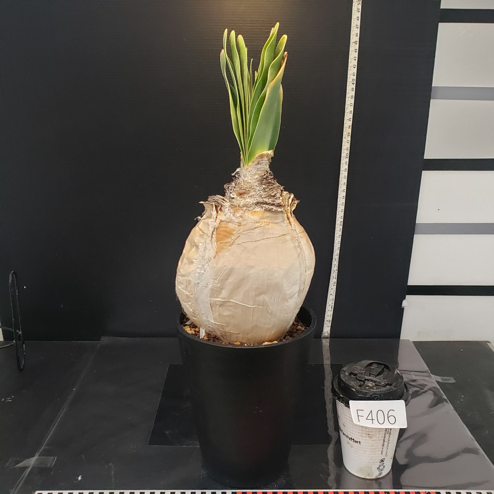 F406【自社養生株】ブーファン ハエマンソイデス（現地球・発根株