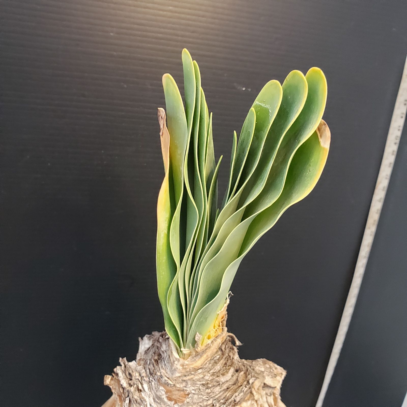 F406【自社養生株】ブーファン ハエマンソイデス（現地球・発根株