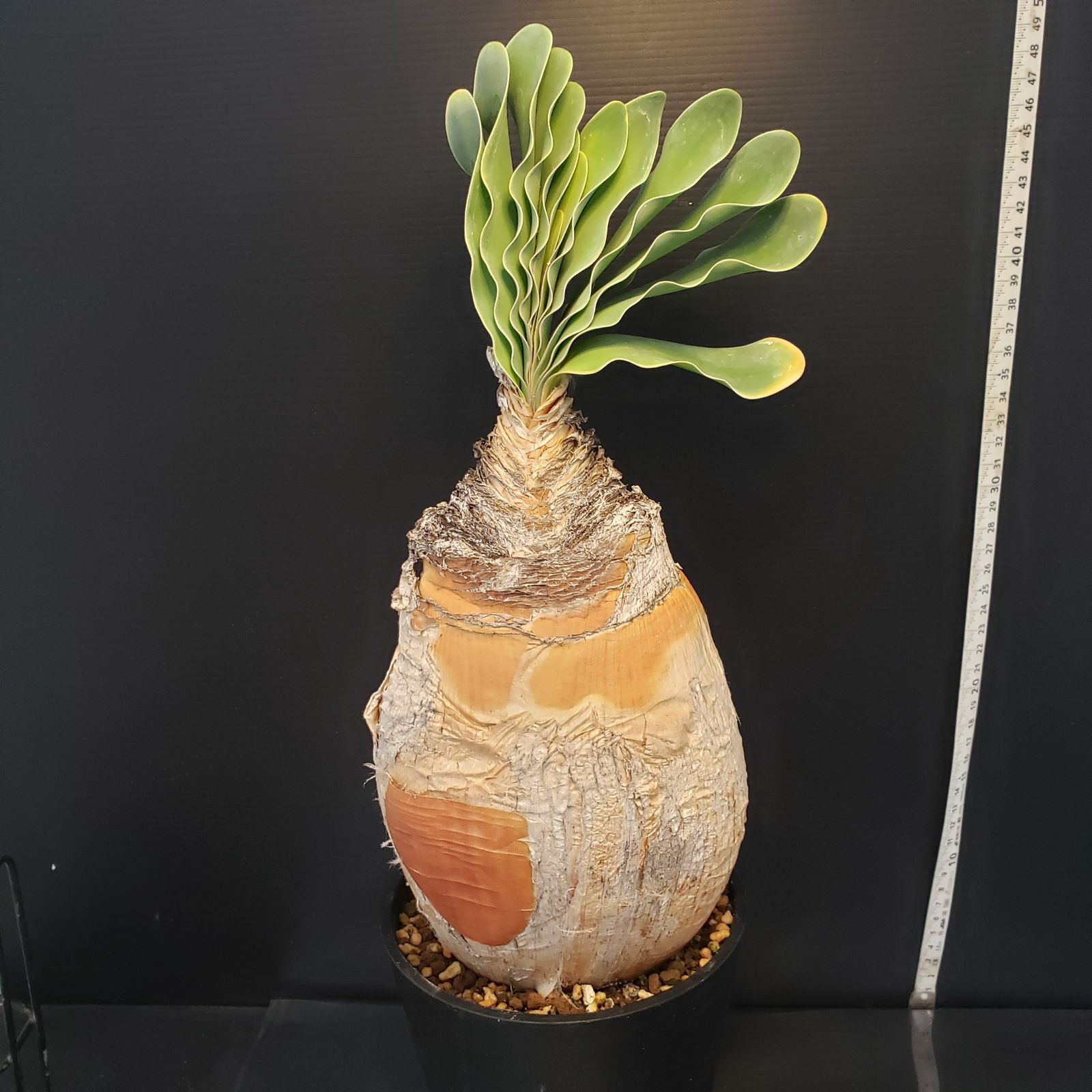 ヒ*ロ様 K13「球根植物」ブーファン ハエマンソイデス 産地株 20株 F407【自社養生株】ブーファン ハエマンソイデス（現地球・発根株