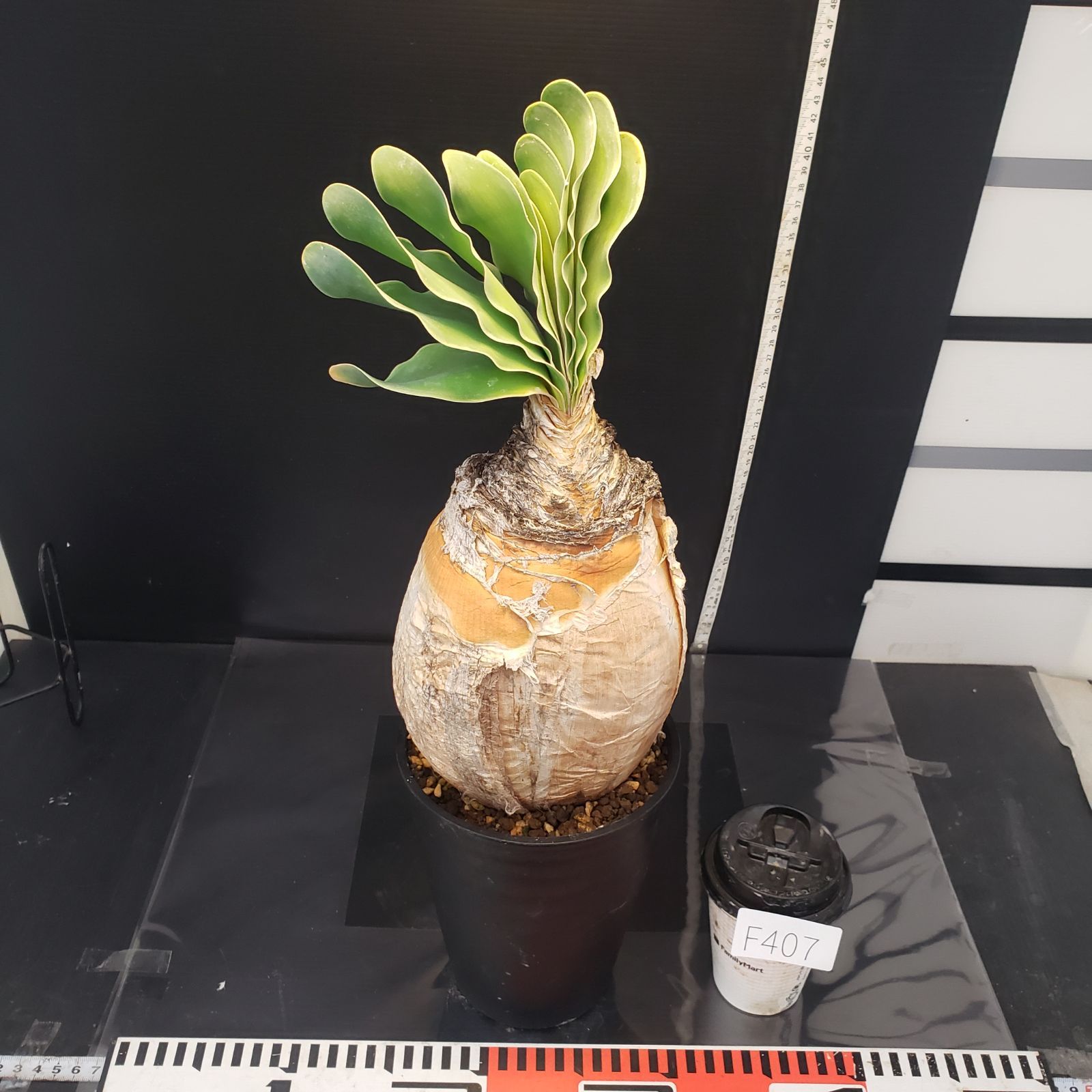 F407【自社養生株】ブーファン ハエマンソイデス（現地球・発根株