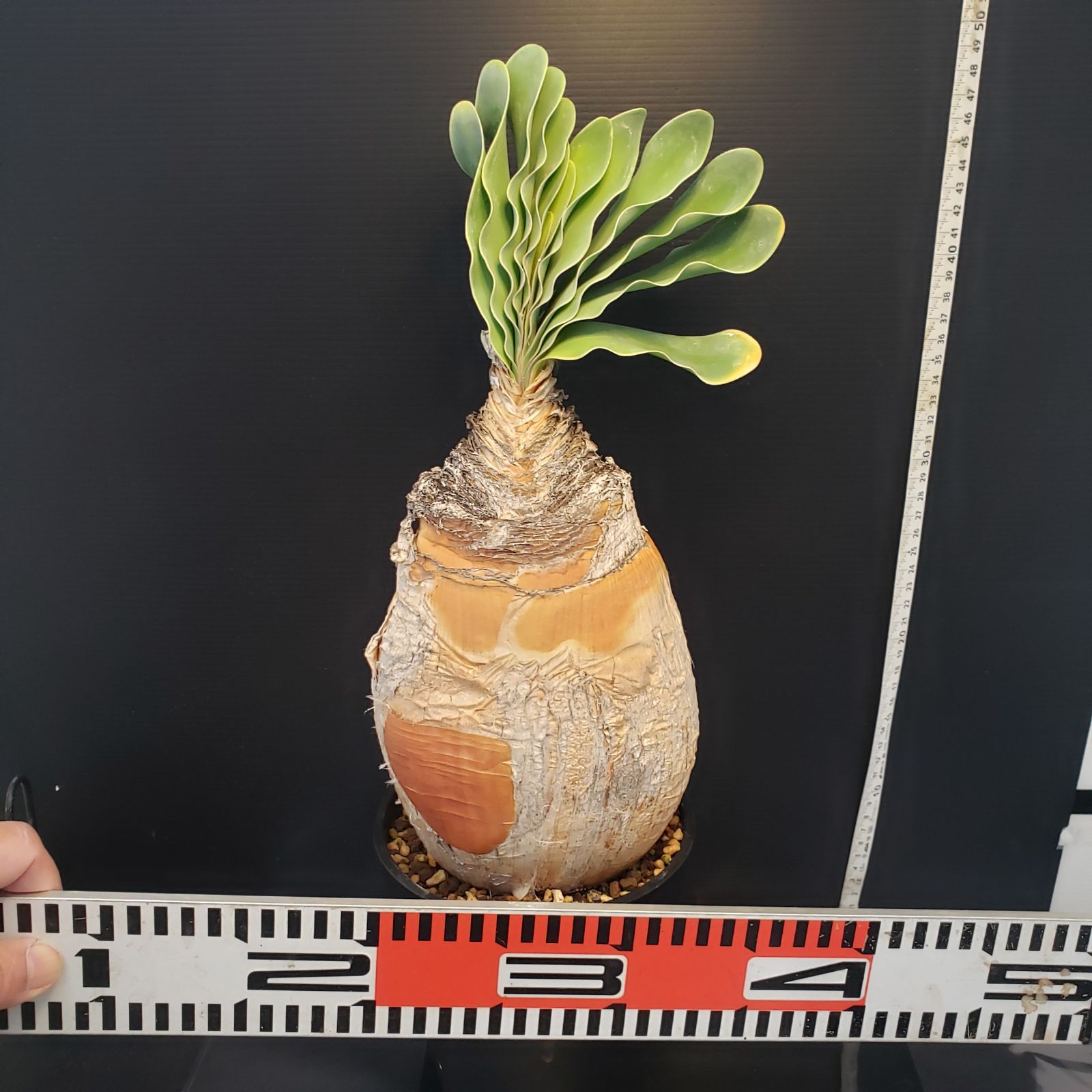 F407【自社養生株】ブーファン ハエマンソイデス（現地球・発根株