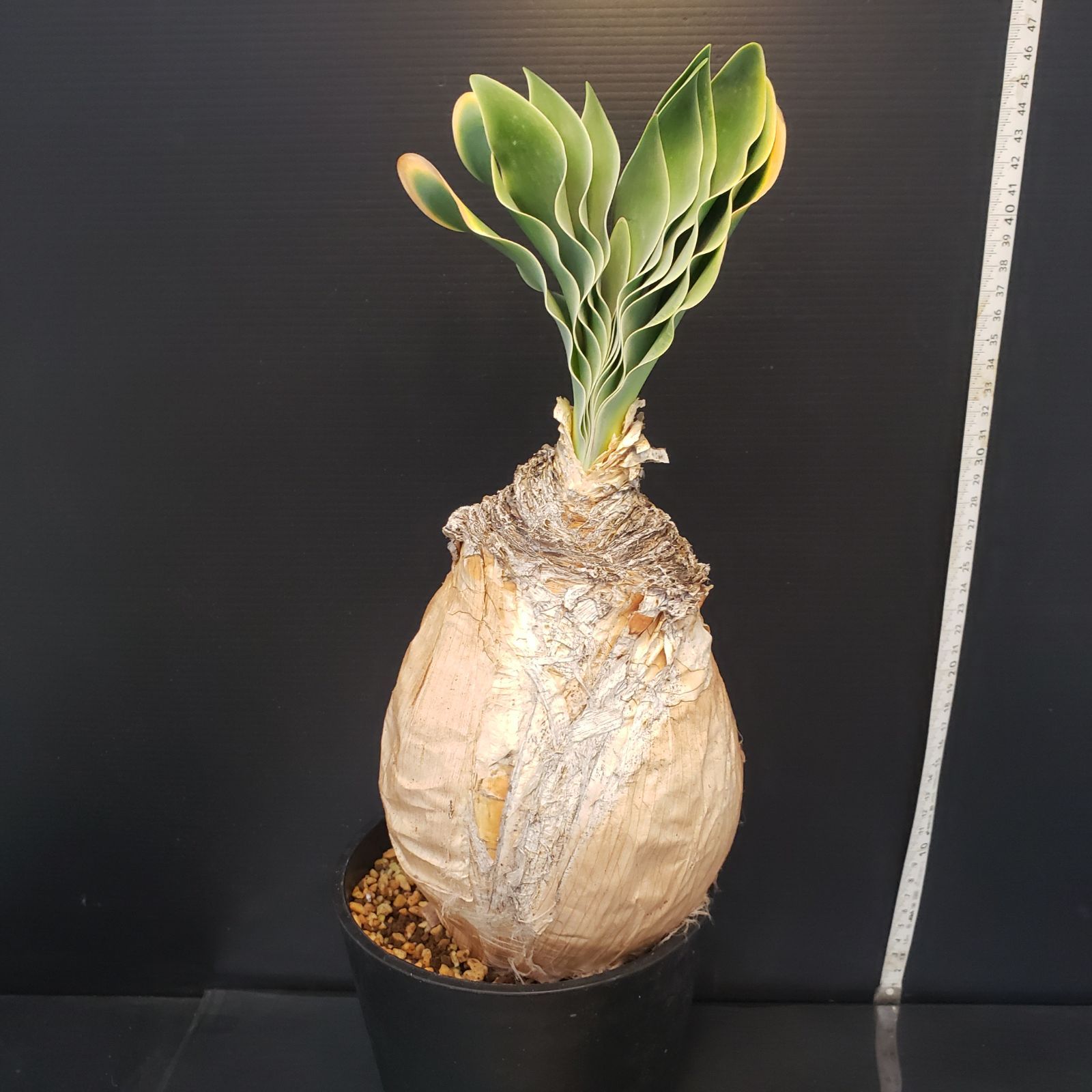 F408【自社養生株】ブーファン ハエマンソイデス（現地球・発根株