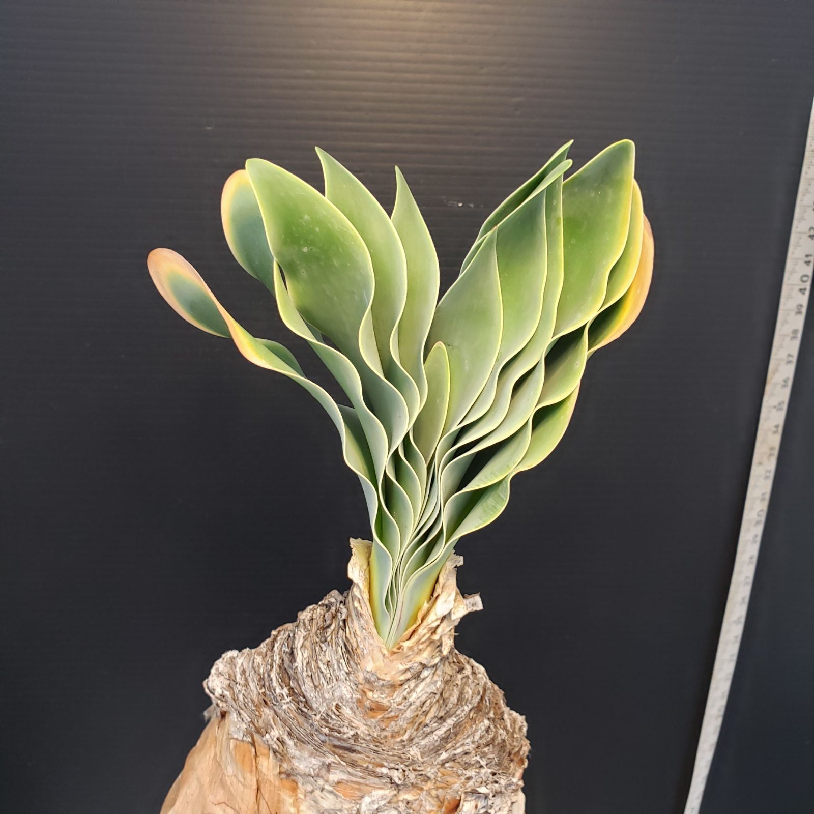 F408【自社養生株】ブーファン ハエマンソイデス（現地球・発根株