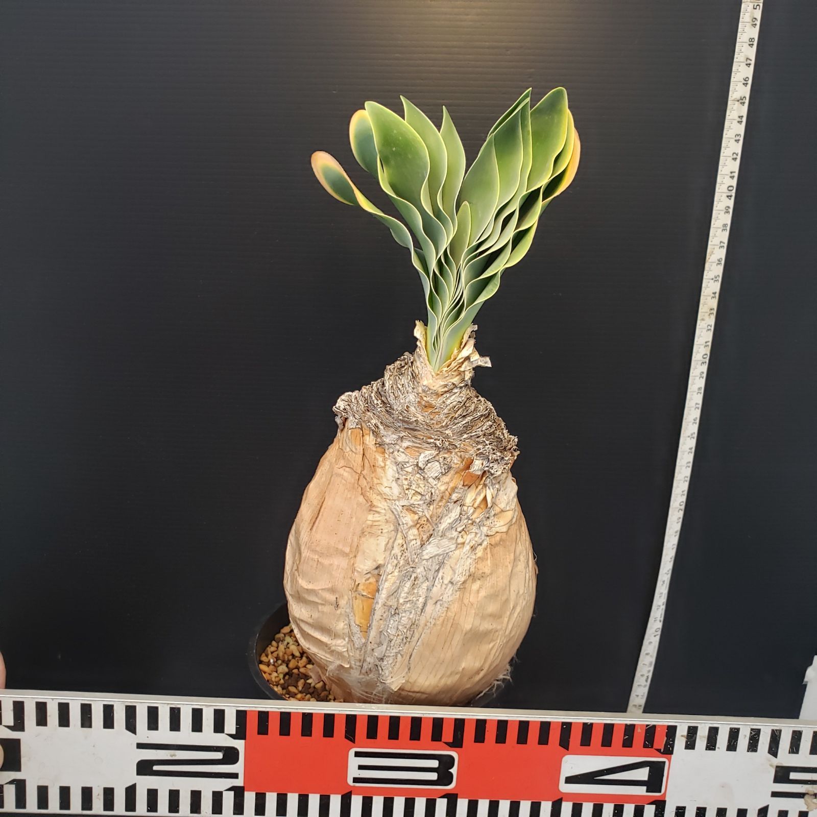 F408【自社養生株】ブーファン ハエマンソイデス（現地球・発根株