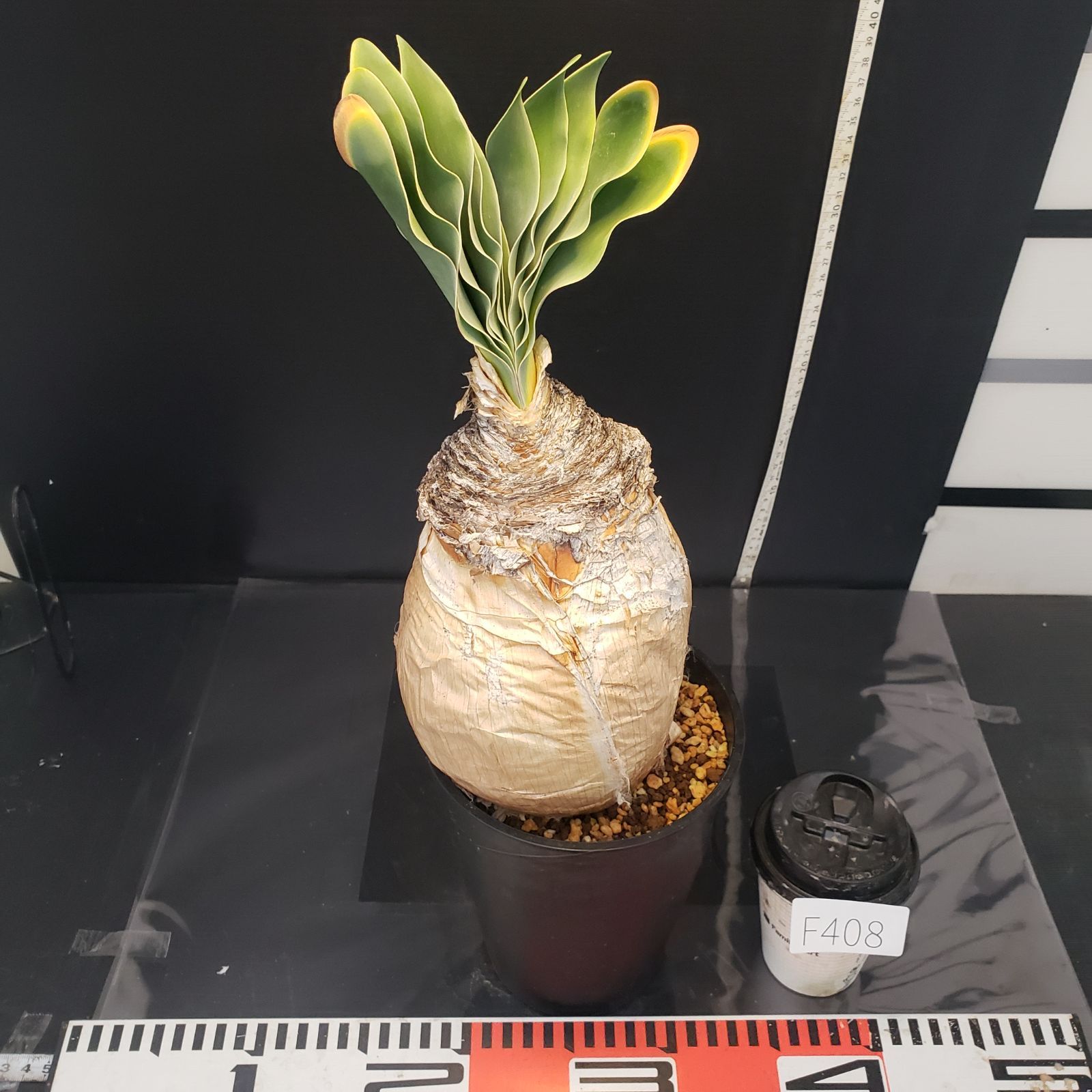 F408【自社養生株】ブーファン ハエマンソイデス（現地球・発根株