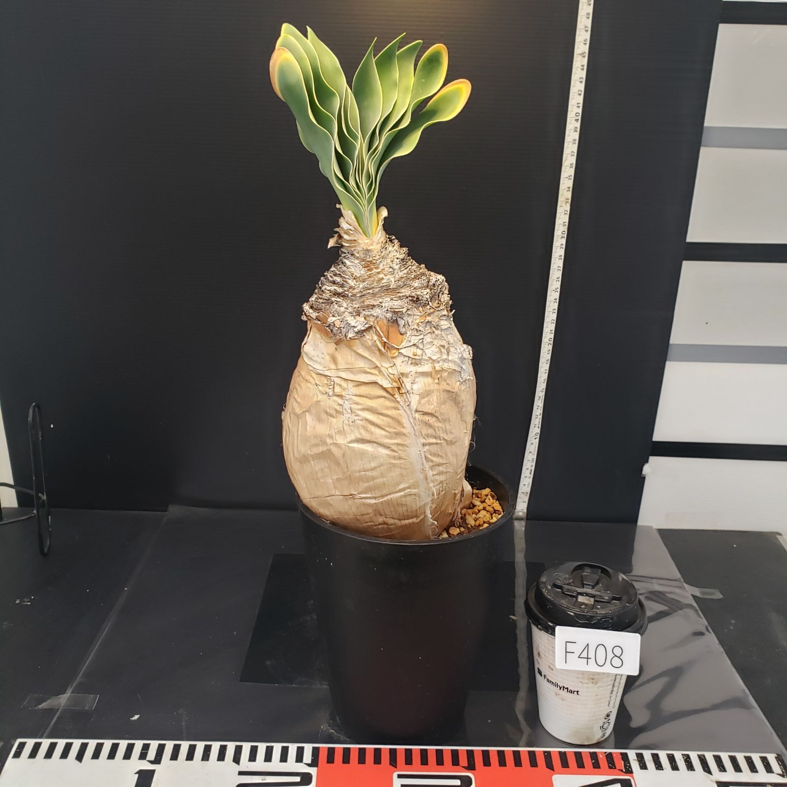 F408【自社養生株】ブーファン ハエマンソイデス（現地球・発根株