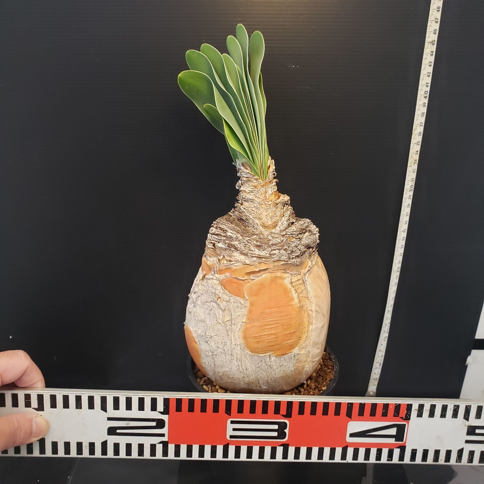 F409【自社養生株】ブーファン ハエマンソイデス（現地球・発根株