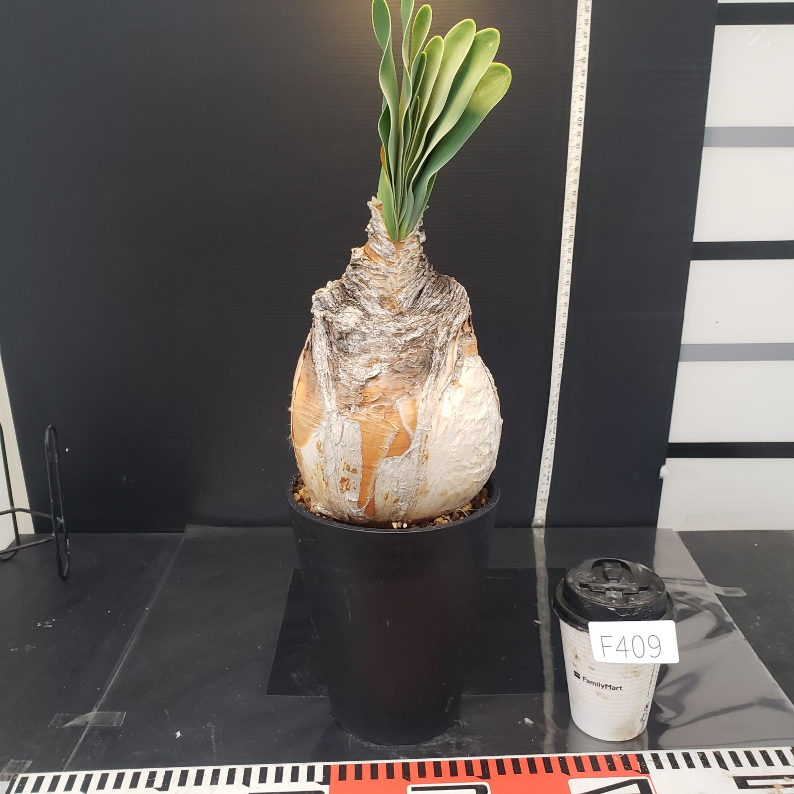 F409【自社養生株】ブーファン ハエマンソイデス（現地球・発根株