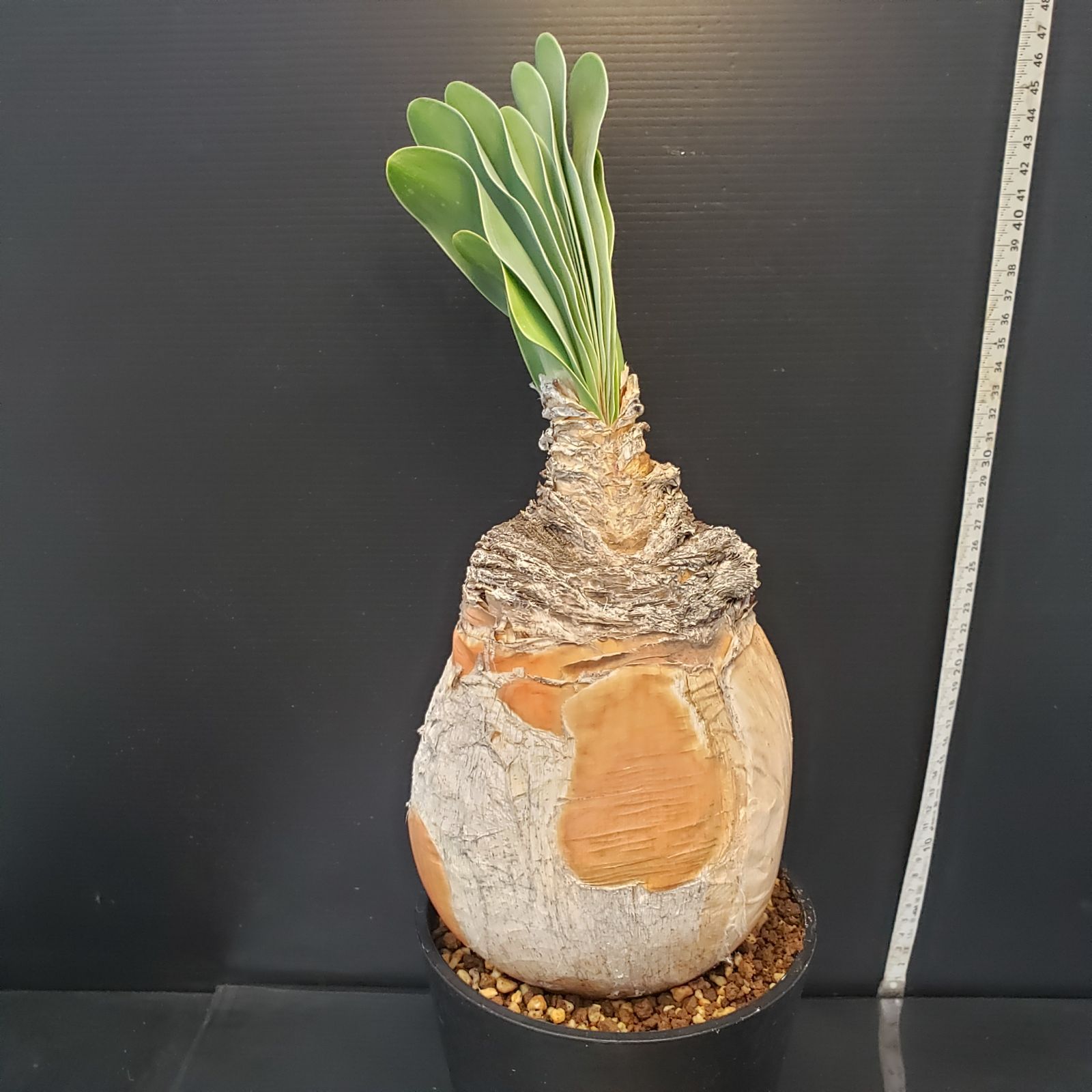 F409【自社養生株】ブーファン ハエマンソイデス（現地球・発根株