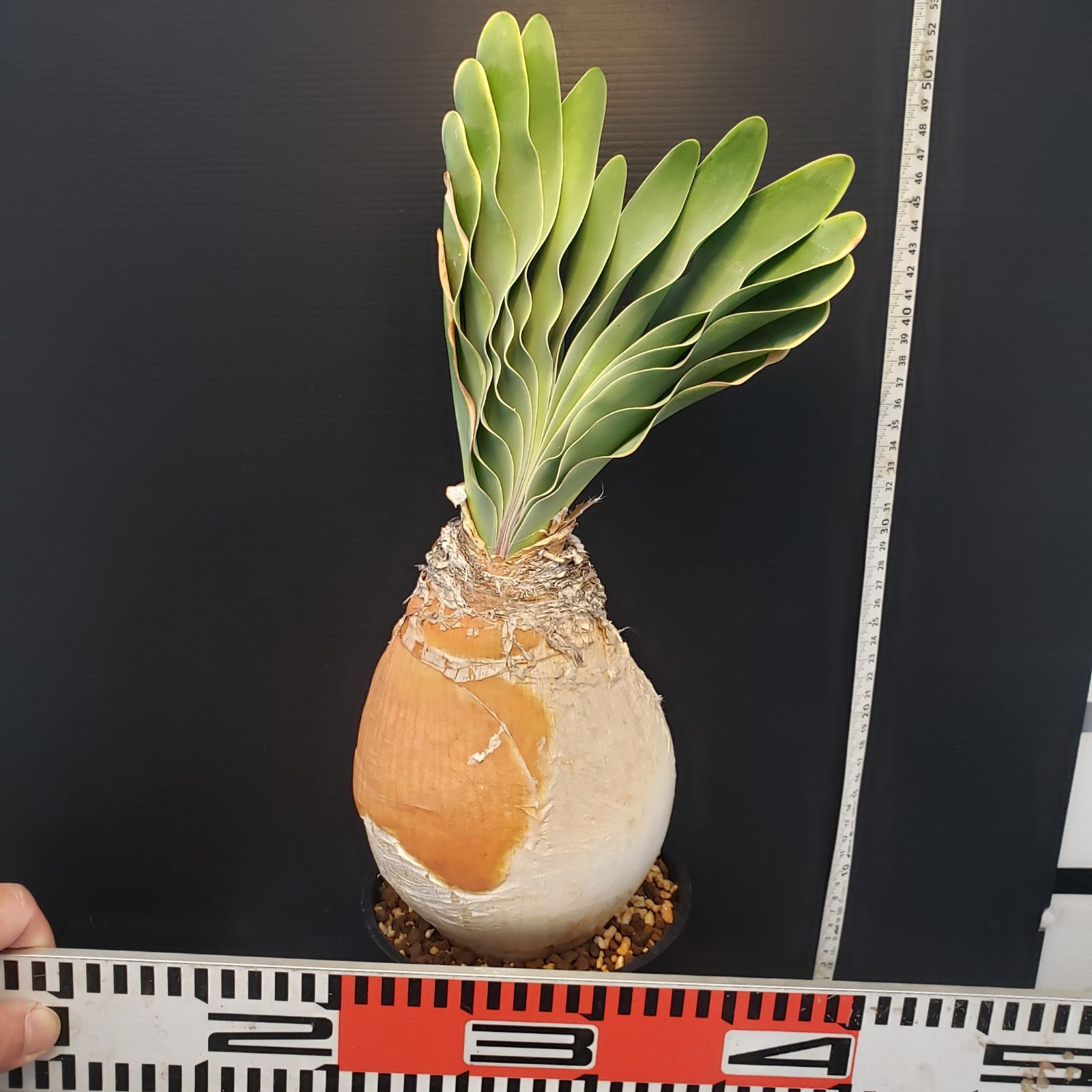 F410【自社養生株】ブーファン ハエマンソイデス（現地球・発根株