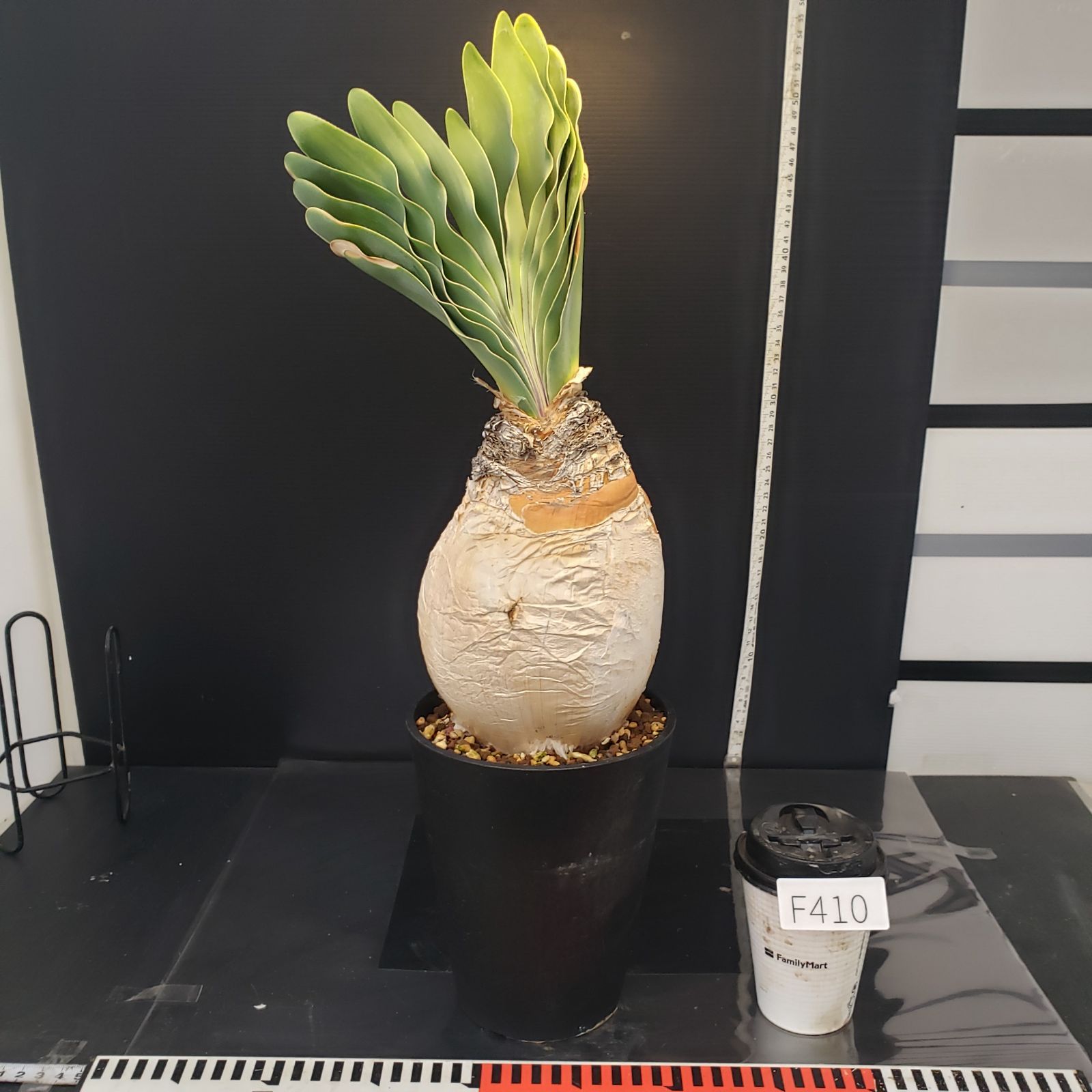 F410【自社養生株】ブーファン ハエマンソイデス（現地球・発根株