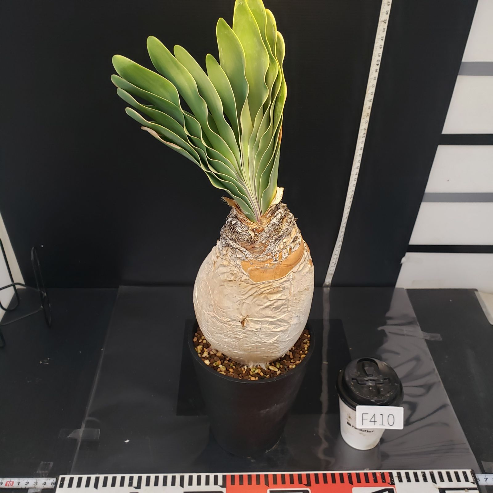 F410【自社養生株】ブーファン ハエマンソイデス（現地球・発根株