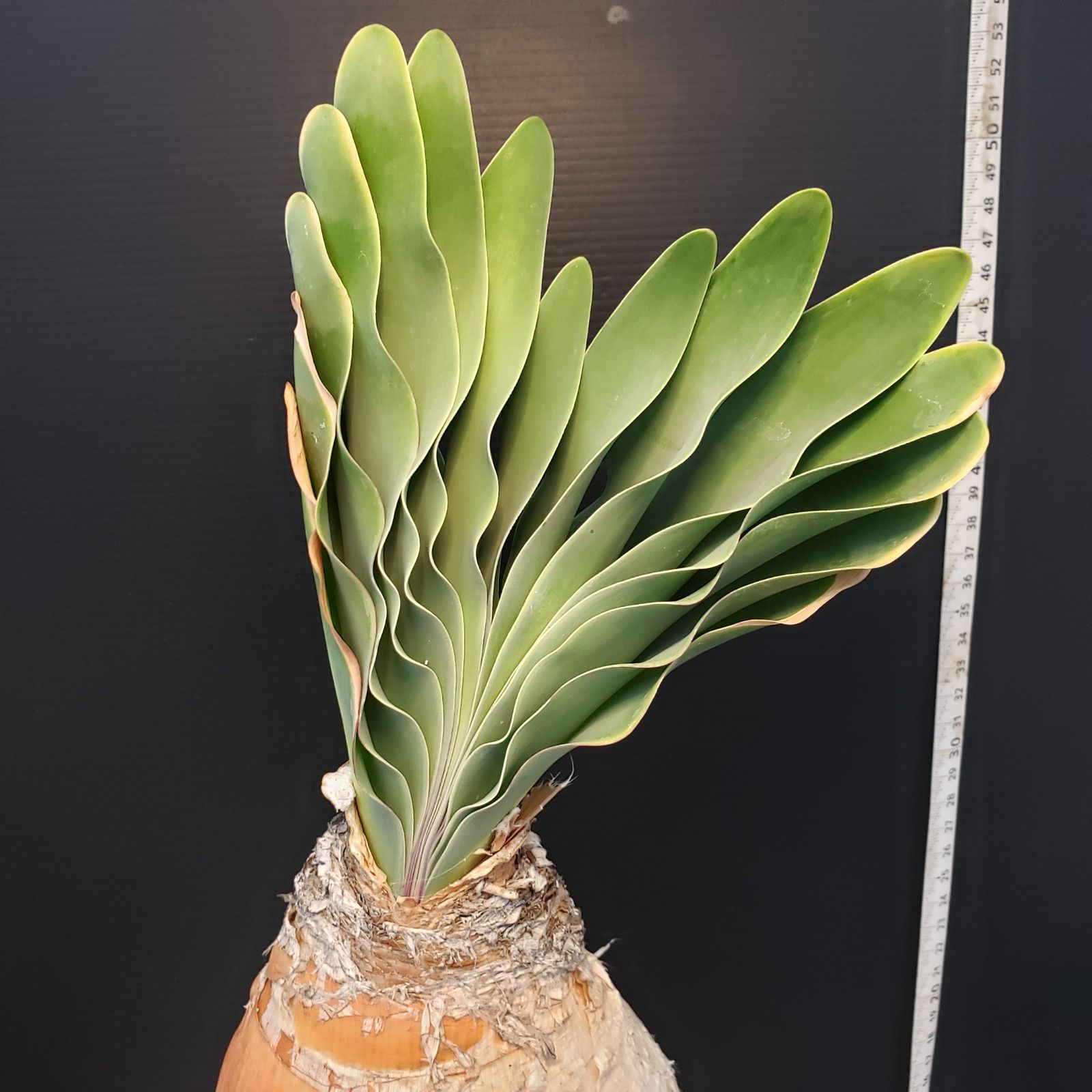 F410【自社養生株】ブーファン ハエマンソイデス（現地球・発根株