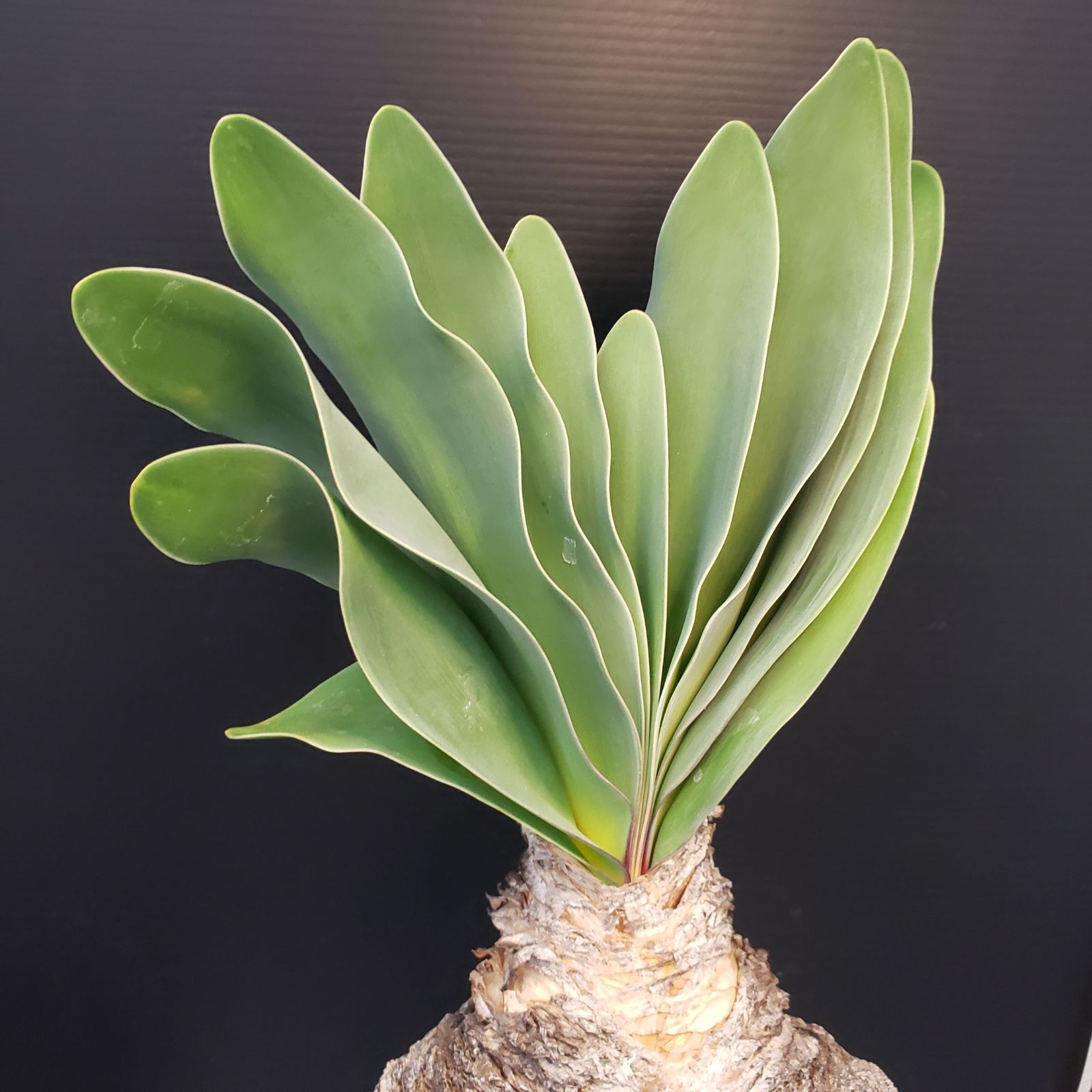 F411【自社養生株】ブーファン ハエマンソイデス（現地球・発根株