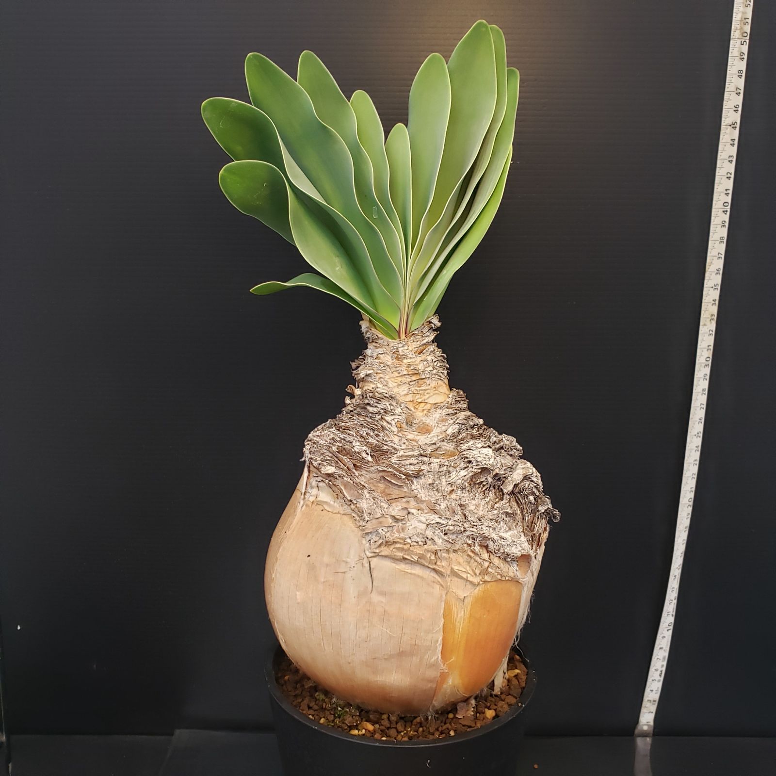 ブーファン　ハエマンソイデス　現地株 F411【自社養生株】ブーファン ハエマンソイデス（現地球・発根株