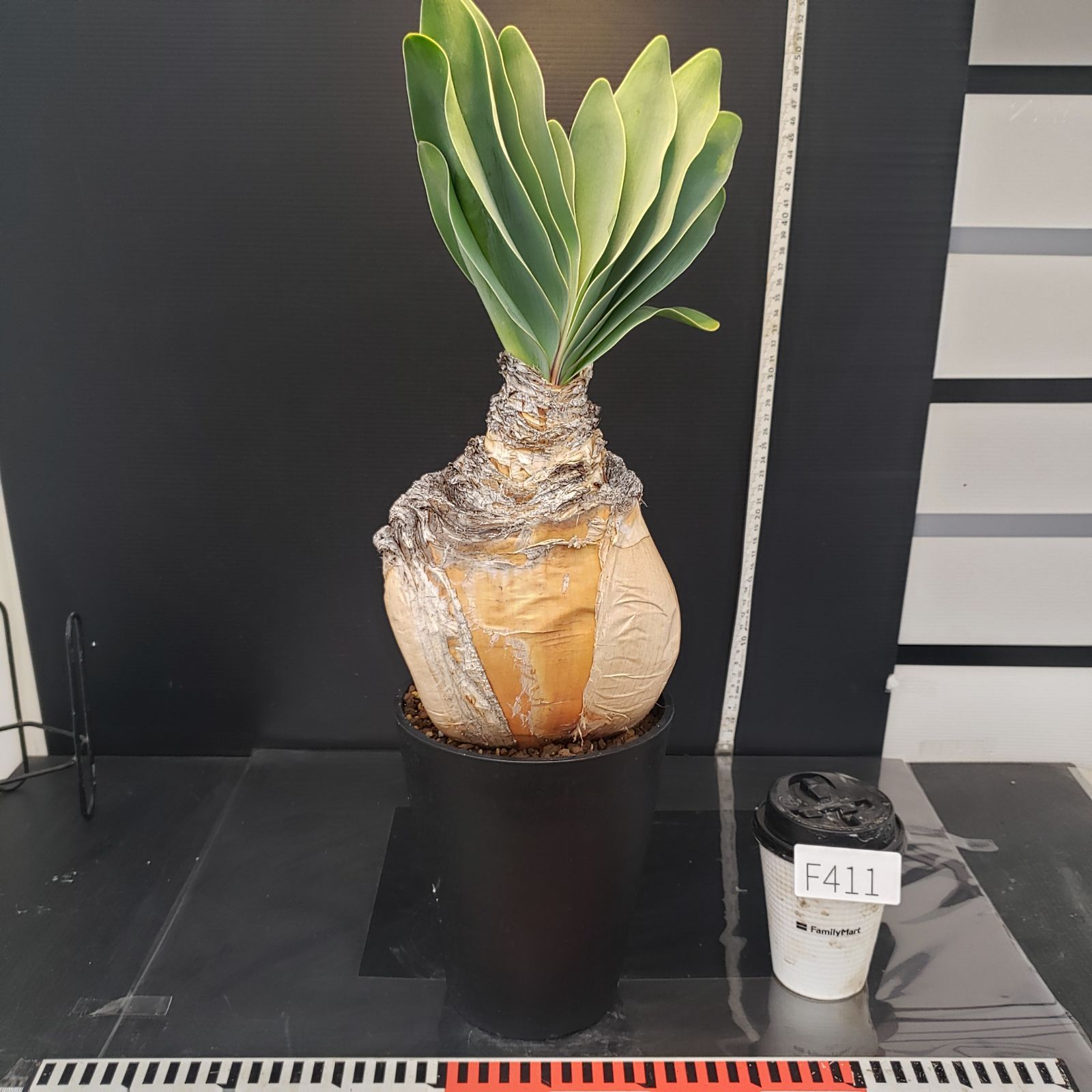 サマーセール！ 24cm 現地株 現地球 ブーファン ハエマンソイデス 発根管理 F411【自社養生株】ブーファン ハエマンソイデス（現地球・発根株